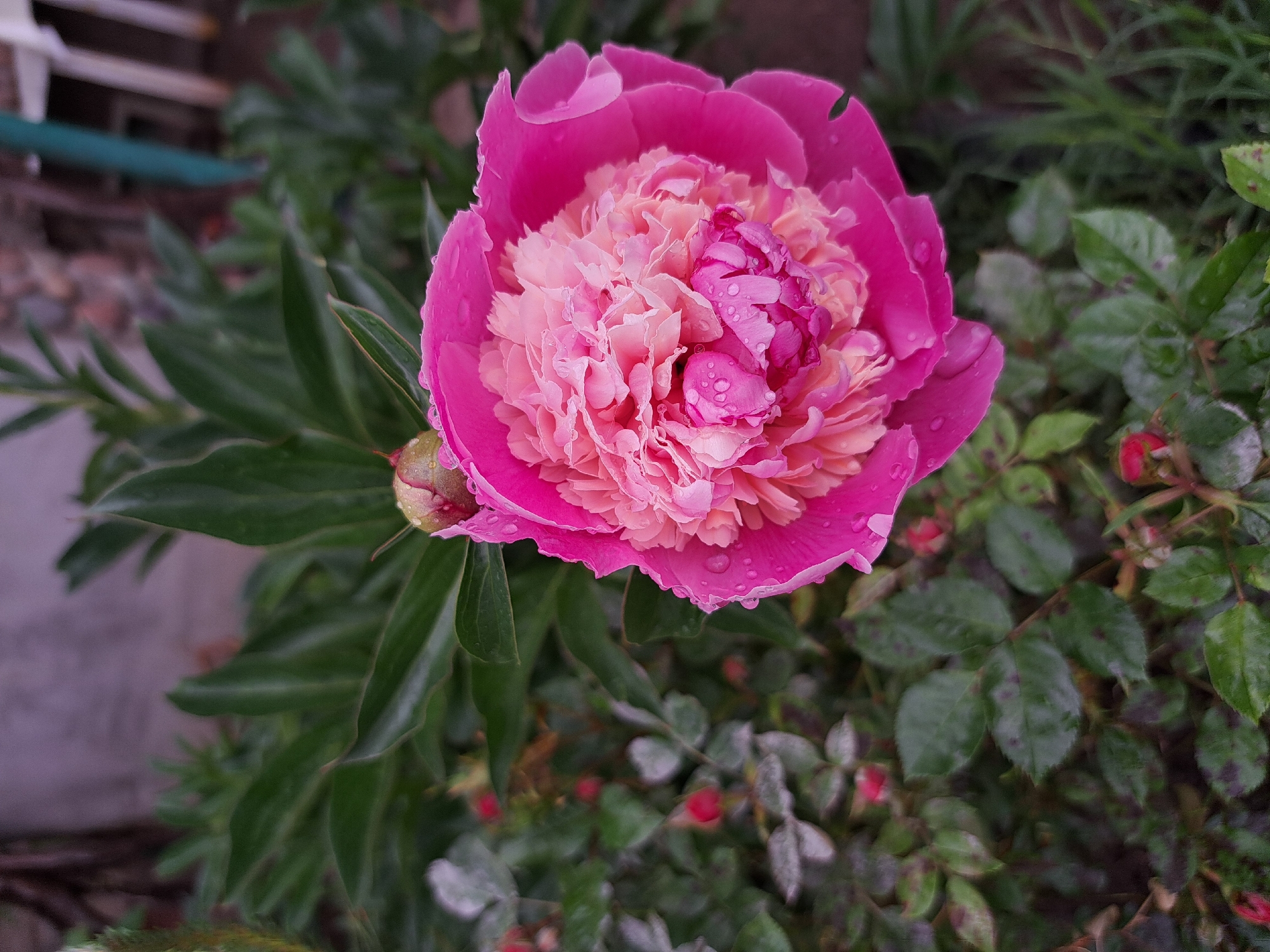The image shows a close-up of a pink peony flower in a garden setting. The flower is in full bloom with multiple layers of petals, and there are water droplets on the petals. The petals are light pink at the center and darker pink at the edges. The flower is surrounded by green leaves of various plants. The exact location is unknown.