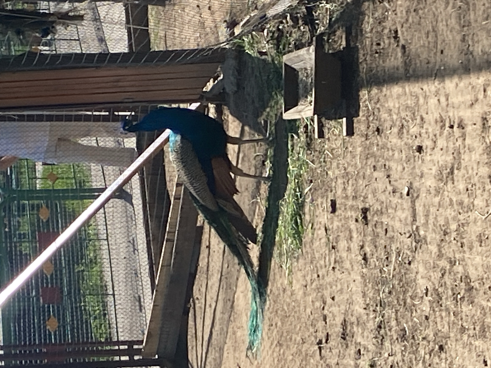 A peacock is standing next to a feeder in what appears to be a zoo or animal park in Chaikovsky, Russia. The peacock has a blue head and neck, brown and gray body, and long green tail feathers. The feeder is made of brown wood and is partially obscured by green plants. The ground is dirt and there is a fence in the background. A person's white sleeve is visible in the background.