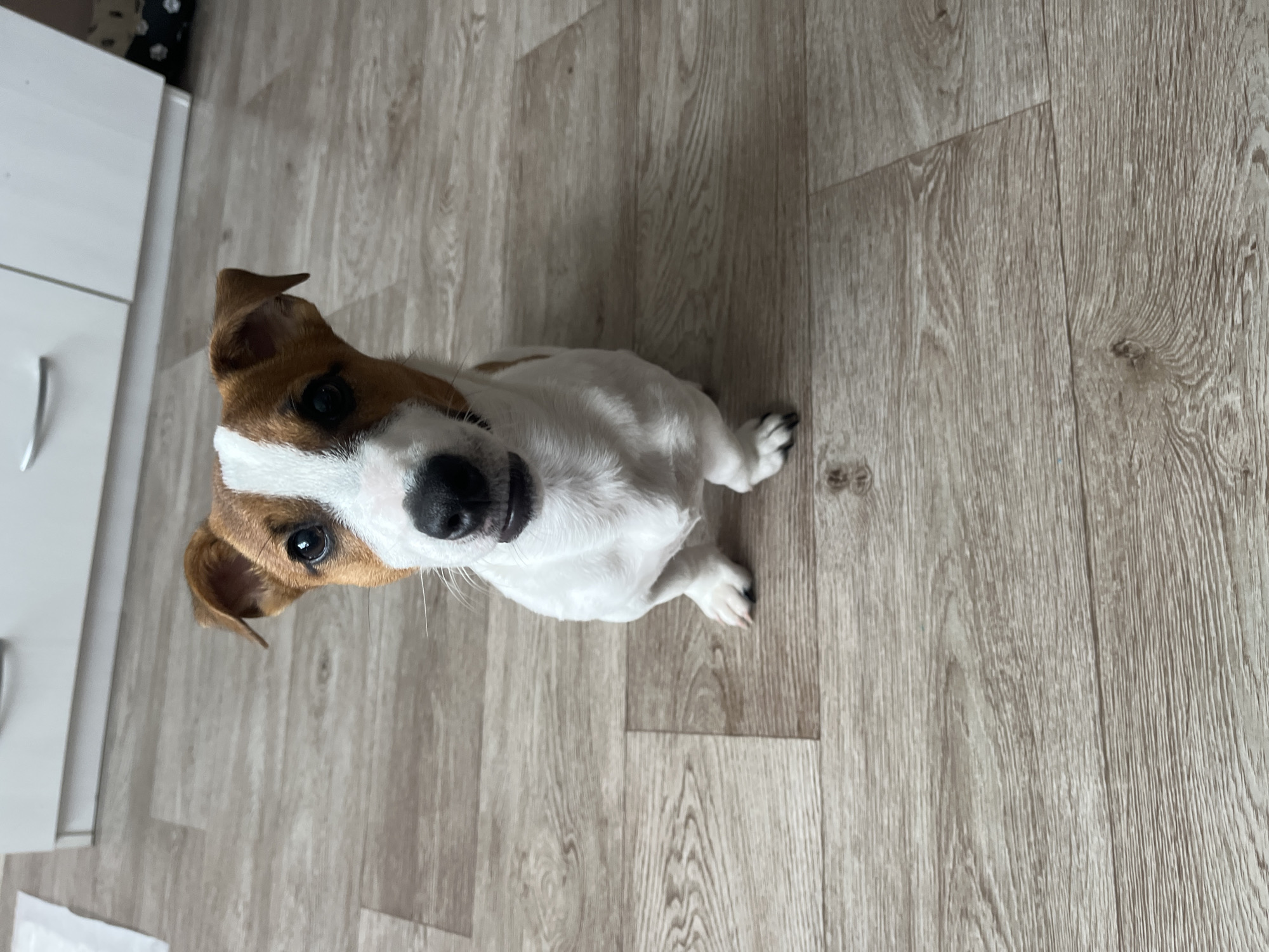 A medium shot captures a Jack Russell Terrier sitting on a wooden floor. The dog, predominantly white with brown markings on its head and ears, faces the camera directly. Its head is tilted slightly, and its mouth is slightly open, revealing its tongue. The dog's eyes are dark and attentive. The flooring is composed of light brown planks with visible wood grain. In the background, the bottom portion of white cabinets with silver handles is visible. The overall environment suggests an indoor setting, likely a home. The image does not provide specific location details for Kauchuk Stantsiya, Russia.