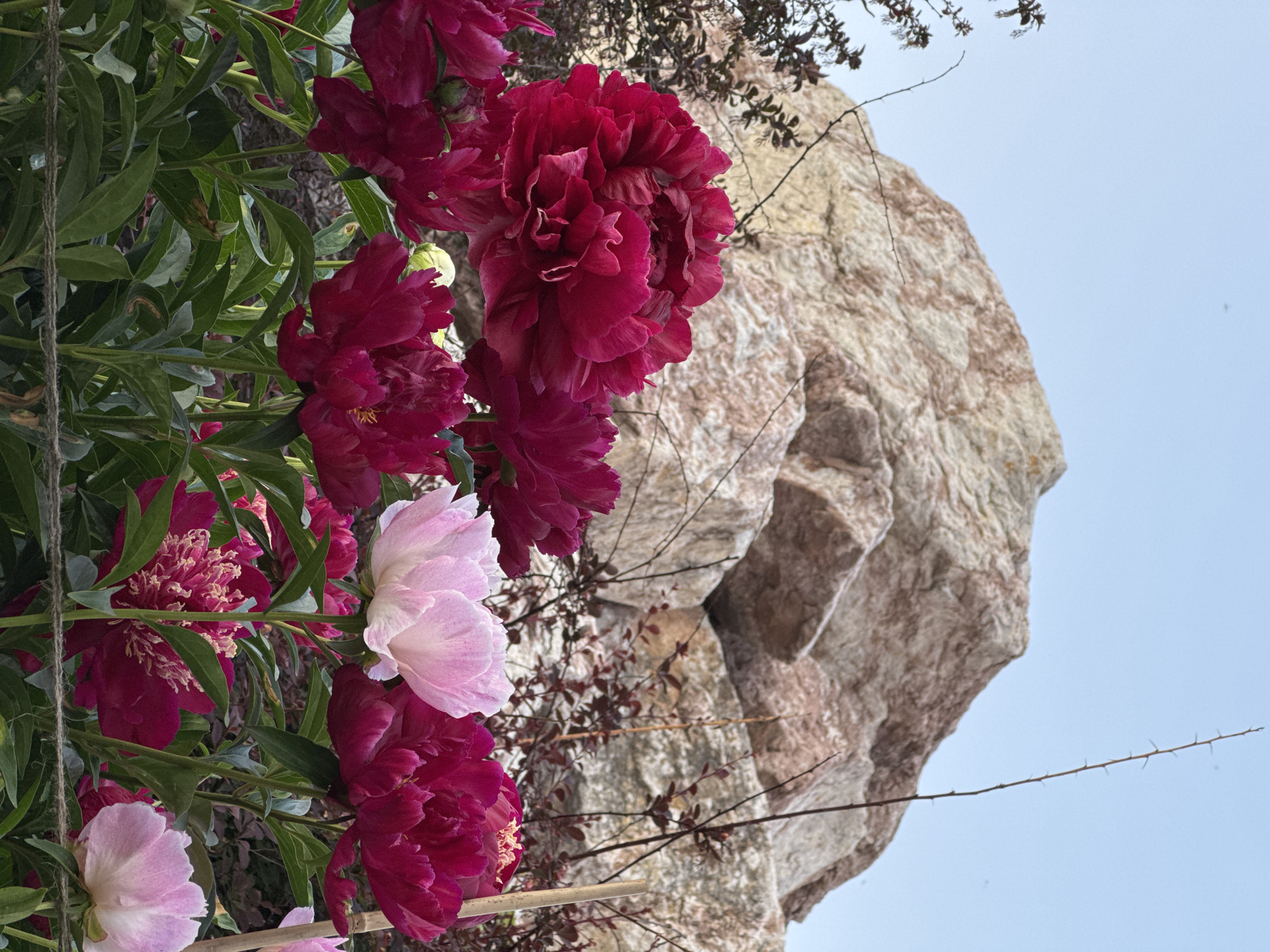 A low-angle, full shot captures a vibrant peony garden in front of a large, reddish-brown, textured rock formation under a clear blue sky. In the foreground, numerous dark pink and crimson peonies are in bloom, with some buds visible. A single pale pink peony stands out among them, adding a touch of contrast. The flowers are lush and full, with abundant green foliage. The rock formation, appearing to be a sculpted or natural outcropping, dominates the background and has a weathered, layered appearance. Thin, bare branches of a dark-leaved bush are interspersed between the flowers and the rock. A piece of rough twine runs horizontally across the bottom of the frame. There is no indication of the specific location within Novosibirsk, Russia, or any people present in the image. The lighting suggests it is daytime, possibly late afternoon given the soft light.