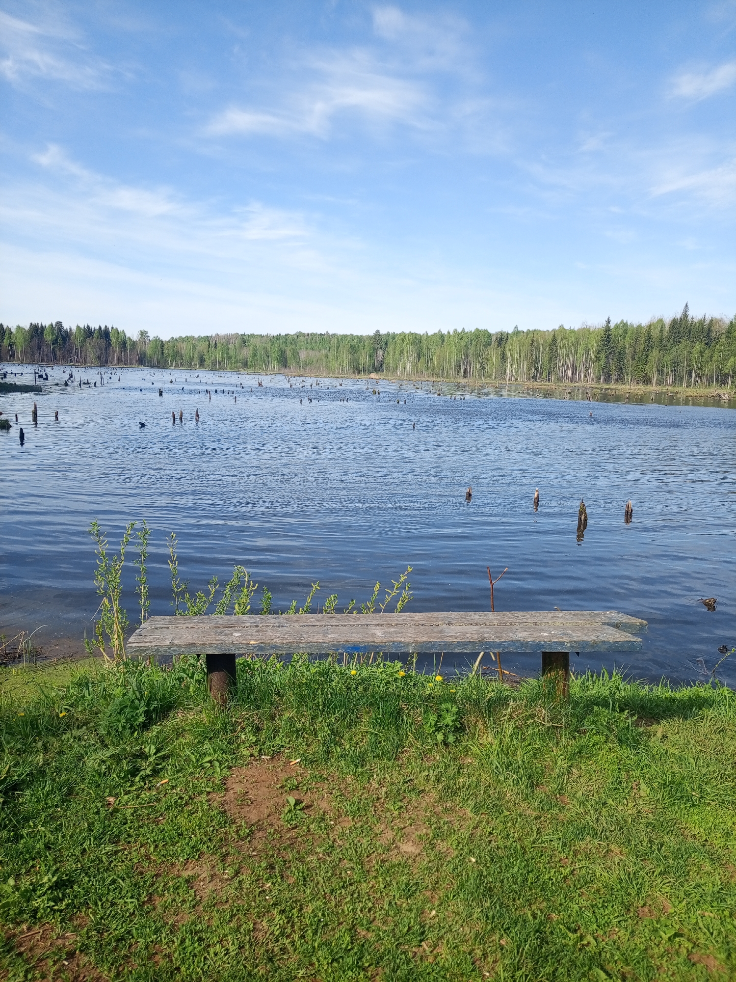 The image depicts a tranquil lake scene in the vicinity of Ural'skoe, Russia. In the foreground, a wooden bench sits on a grassy bank. The lake stretches into the distance, reflecting the clear, blue sky dotted with white clouds. Numerous dead tree trunks protrude from the water's surface. A dense forest lines the far shore. There is no visible human presence. The environment is characterized by natural, undeveloped landscape.