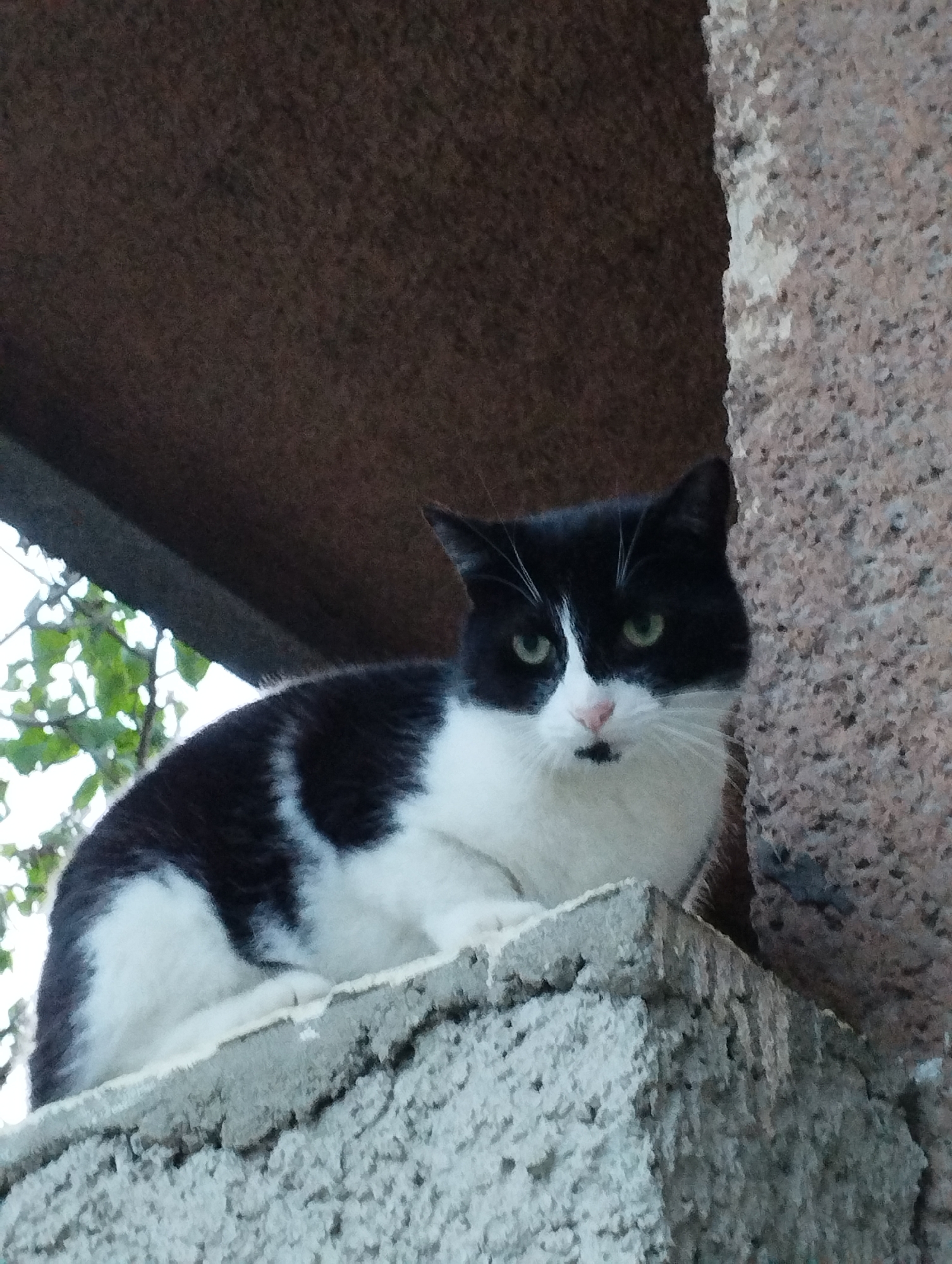 A medium shot of a black and white cat sitting atop a concrete structure with a brown surface above. The cat has green eyes and a black marking on its nose. To the left, some green leaves are visible. The scene appears to be outdoors in an urban environment, possibly in the city of Unknown, Unknown, based on the prompt's instructions.