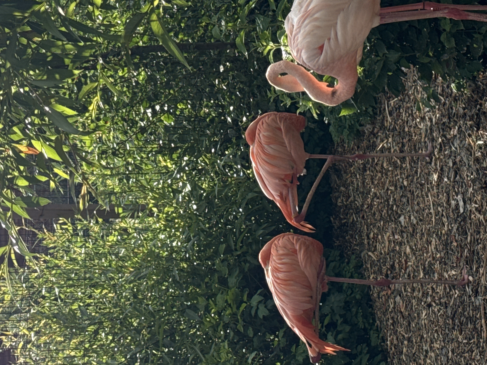 Three flamingos are standing in the enclosure. The flamingo on the far left is standing on one leg with its head tucked into its body. The middle flamingo is also standing on one leg with its head tucked into its body. The flamingo on the far right is standing on two legs and is bending its neck. The flamingos are a pale pink color. The enclosure is filled with green foliage and has a brown ground cover. The image appears to have been taken during the daytime. The location of this image is the Izhevsk Zoo in Izhevsk, Russia.