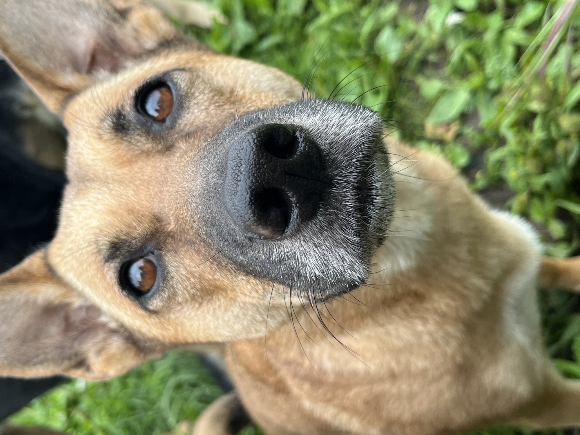 A close-up, eye-level shot focuses on the face of a light brown dog with large ears and expressive brown eyes. Its black nose is prominent, with a muzzle that is graying and speckled with white hairs, surrounded by thin, dark whiskers. The dog is outdoors, with a blurred background of green grass and foliage, suggesting a natural or park setting. The lower part of the image shows the dog's chest and forelegs, also slightly blurred. No people or specific landmarks of Nizhny Tagil, Russia are visible in the image.