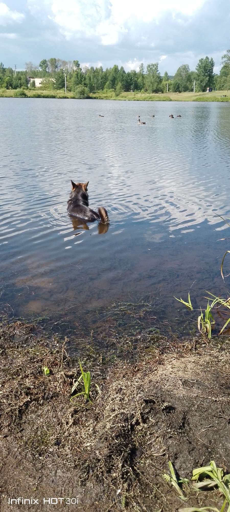 The image depicts a serene natural scene with a dog swimming in a body of water. The dog, a medium-sized breed with dark fur and a bushy tail, is facing away from the camera, its back and tail visible above the water. The water is calm with gentle ripples, reflecting the cloudy sky and the surrounding greenery. In the background, a line of trees forms a lush backdrop, with a few scattered buildings or structures visible amongst them, suggesting a semi-rural or outskirts setting. Several ducks are also present in the water, adding to the natural ambiance. The foreground of the image shows the muddy bank of the water body, with some sparse vegetation and debris. The overall impression is one of a peaceful day by the water.
