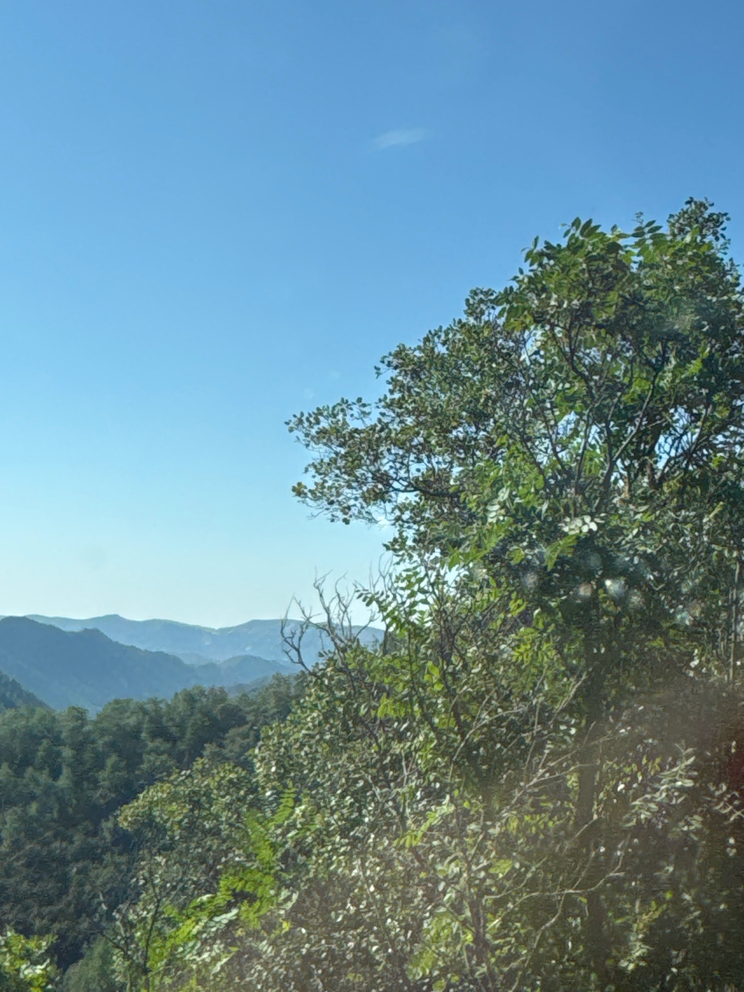 A view from a high vantage point in Tsakistra, Cyprus, reveals a clear blue sky above a lush, mountainous landscape. In the foreground, a dense tree with vibrant green foliage partially obscures the view, with its branches extending towards the right side of the frame. The middle ground is dominated by rolling hills covered in a dense forest, with the trees appearing as a textured carpet of green. Further in the distance, successive layers of mountains fade into a hazy blue, creating a sense of depth. The sunlight highlights the leaves of the foreground tree, creating bright spots and shadows that add to the scene's natural beauty. The image captures a serene, natural environment characteristic of the Cyprus countryside.