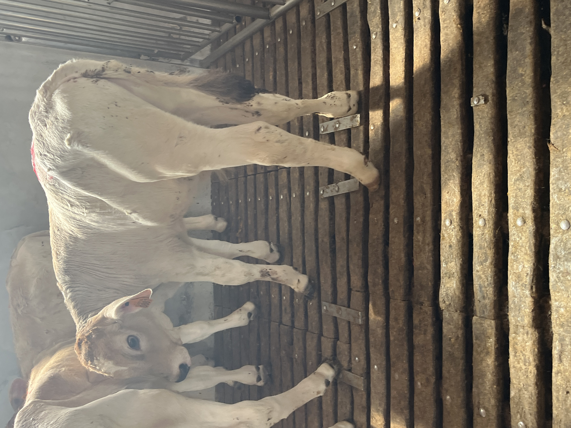 A close-up, slightly low-angle shot shows the hindquarters of a pale, tan calf standing on a wooden slatted floor. The calf is positioned to the right of the frame, facing left. Its tail hangs down, dark brown at the tip. It has a tag on its ear with the number "088" visible. Another calf, mostly white, is partially visible to the left, facing towards the foreground. In the background, more calves are visible, some lying down. The environment appears to be a pen or barn, with metal bars visible to the right. The wooden floor is worn and appears to be made of narrow planks. Some of the calves have mud or dirt smudges on their legs. A faint red marking is present on the back of the calf in the foreground. The image was taken in Castiglione delle Stiviere, Italy, on a farm.