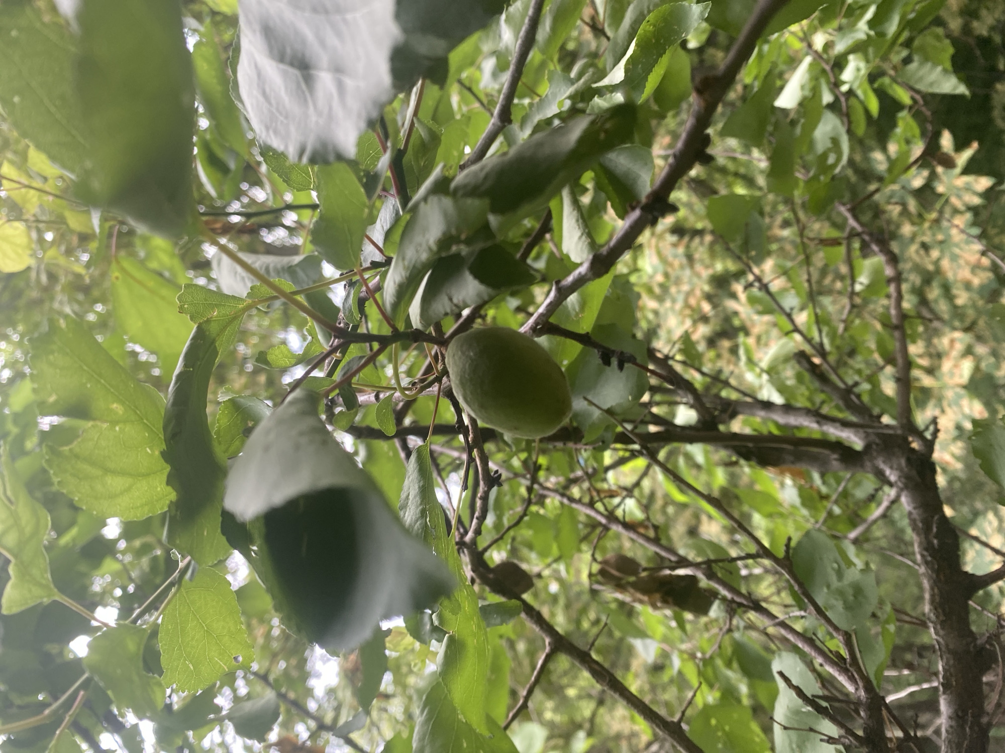 In an outdoor environment, a low-angle shot focuses on a cluster of green leaves and branches, with a single, green, oval-shaped fruit hanging from a branch. The fruit is about the size of a small plum and is positioned slightly to the left of the center of the frame. The leaves are various shades of green, with some showing signs of wilting or damage. The branches are thin and dark brown, crisscrossing throughout the image. The background is a blur of green and brown, suggesting foliage and possibly other trees. The lighting is overcast, creating soft shadows.