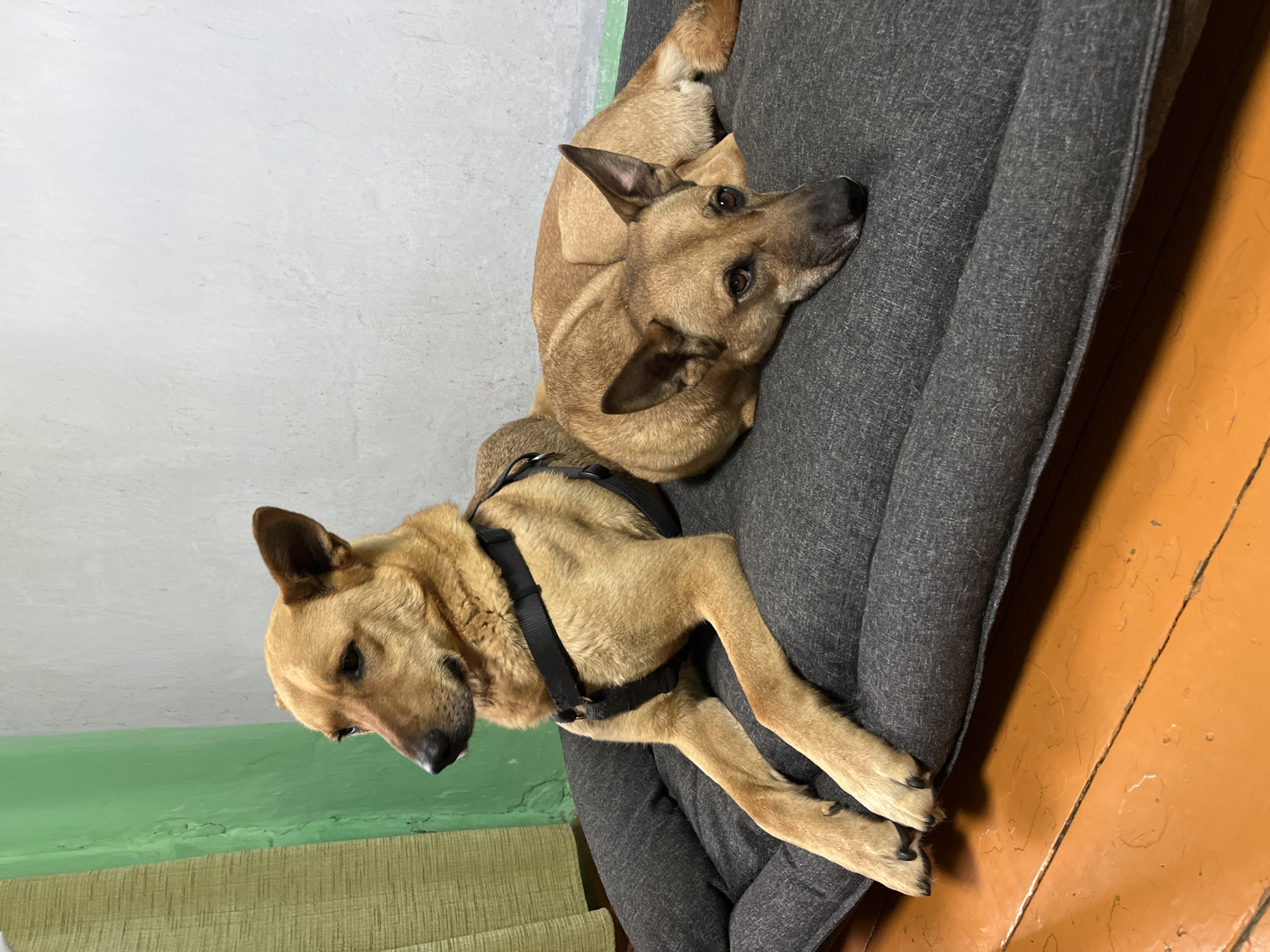 A medium, indoor shot depicts two dogs lying on a dark grey dog bed, presumably indoors in Nizhny Tagil, Russia. The dog on the left, facing down, wears a black harness. Both dogs are light brown in color, with similar features. The floor, visible to the right, is a worn shade of orange. A light green and beige wall is visible in the background on the left, and a plain white wall is visible at the top of the frame.