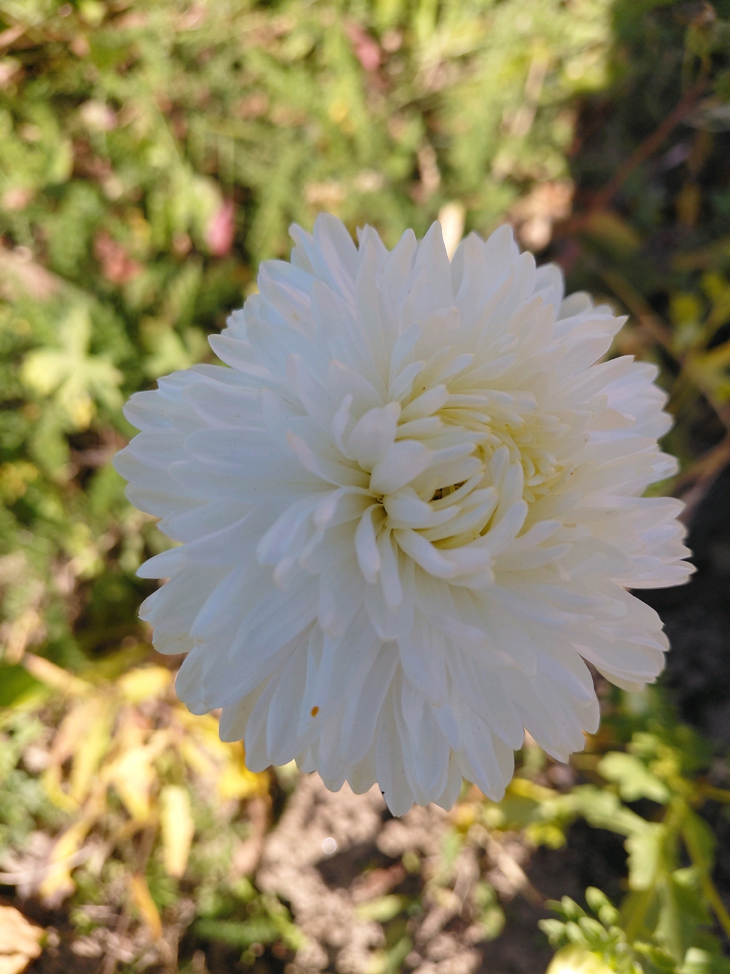 A close-up, vertically oriented photograph captures a fluffy, white dahlia bloom against a blurred background of green foliage and brown soil. The flower's numerous petals are tightly packed, creating a dense, pom-pom-like appearance. The petals are edged with a delicate fringe and curve inwards towards the center of the bloom. The lighting suggests it is daytime, with the sun casting a slight shadow and highlighting the texture of the petals. There are no people or animals visible in the image. The scene is a natural outdoor environment, likely a garden. The specific location of Malinovka, Russia, is not discernable from the visual information provided in the image itself.