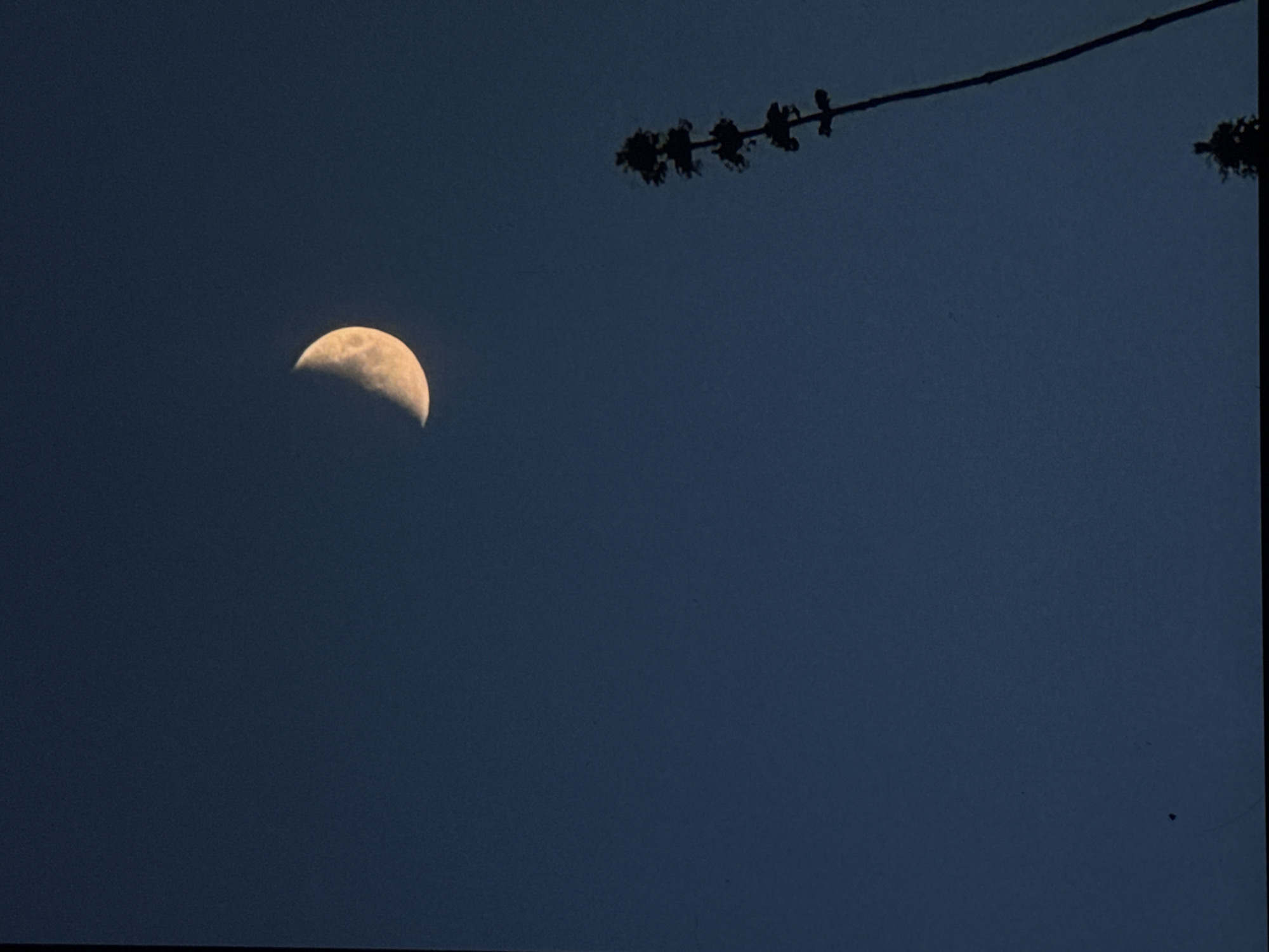 The image shows a crescent moon in a dark blue sky. A tall, thin plant silhouette is on the right side of the frame, with a few small dark shapes near the bottom which may be trees. The overall scene appears to be outdoors at dusk or night. No specific location in Irkutsk, Russia is identifiable from the image.