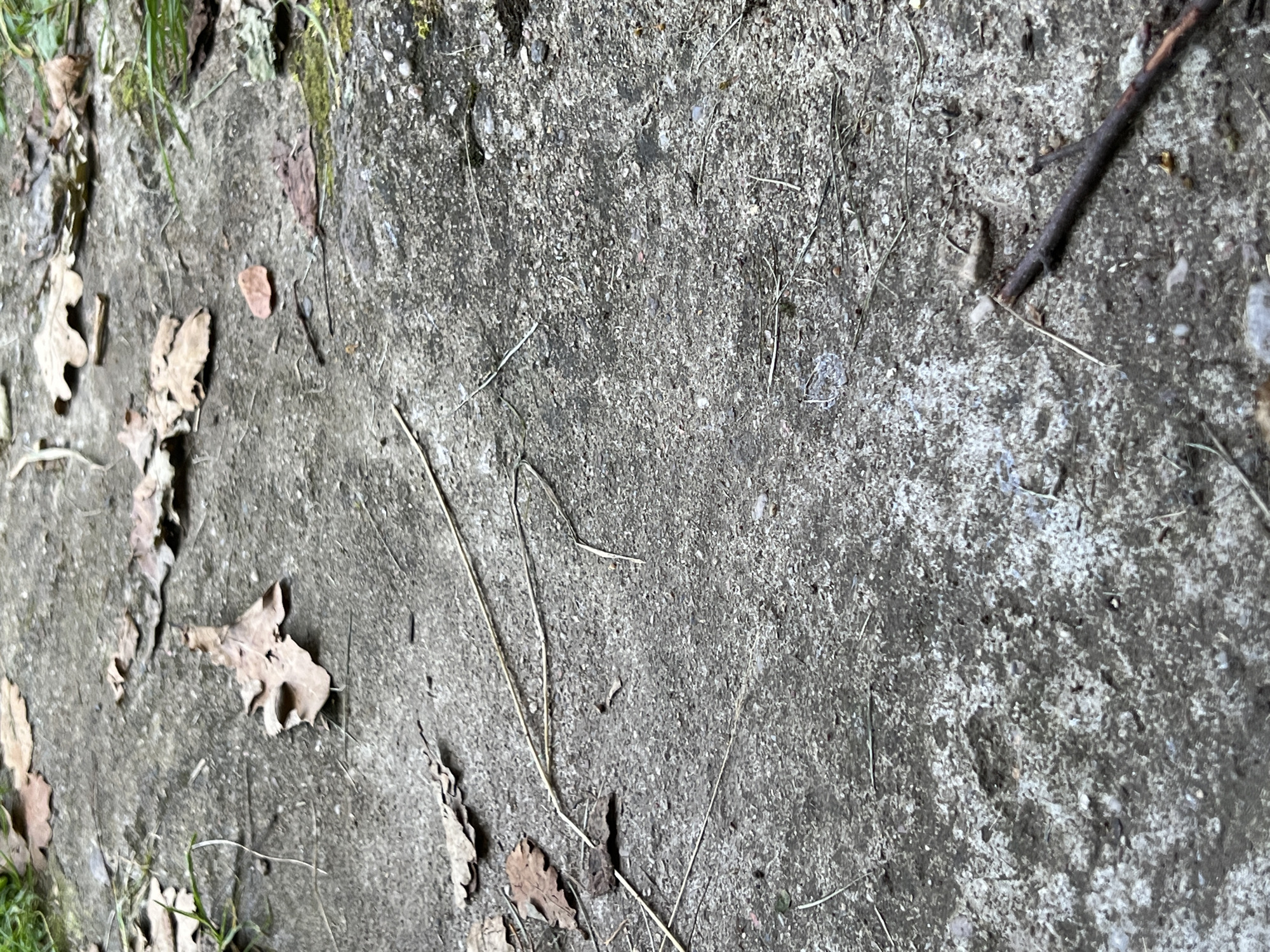 The image displays a section of a concrete path in Norviliškės, Lithuania. The path is littered with fallen leaves, twigs, and blades of dry grass. The concrete itself is weathered and shows signs of wear, with a speckled grey and white texture. In the lower right portion of the image, a dark, thin branch lies diagonally across the path. The overall scene suggests an outdoor, potentially naturalistic, environment within the vicinity of Norviliškės. No people or animals are visible.