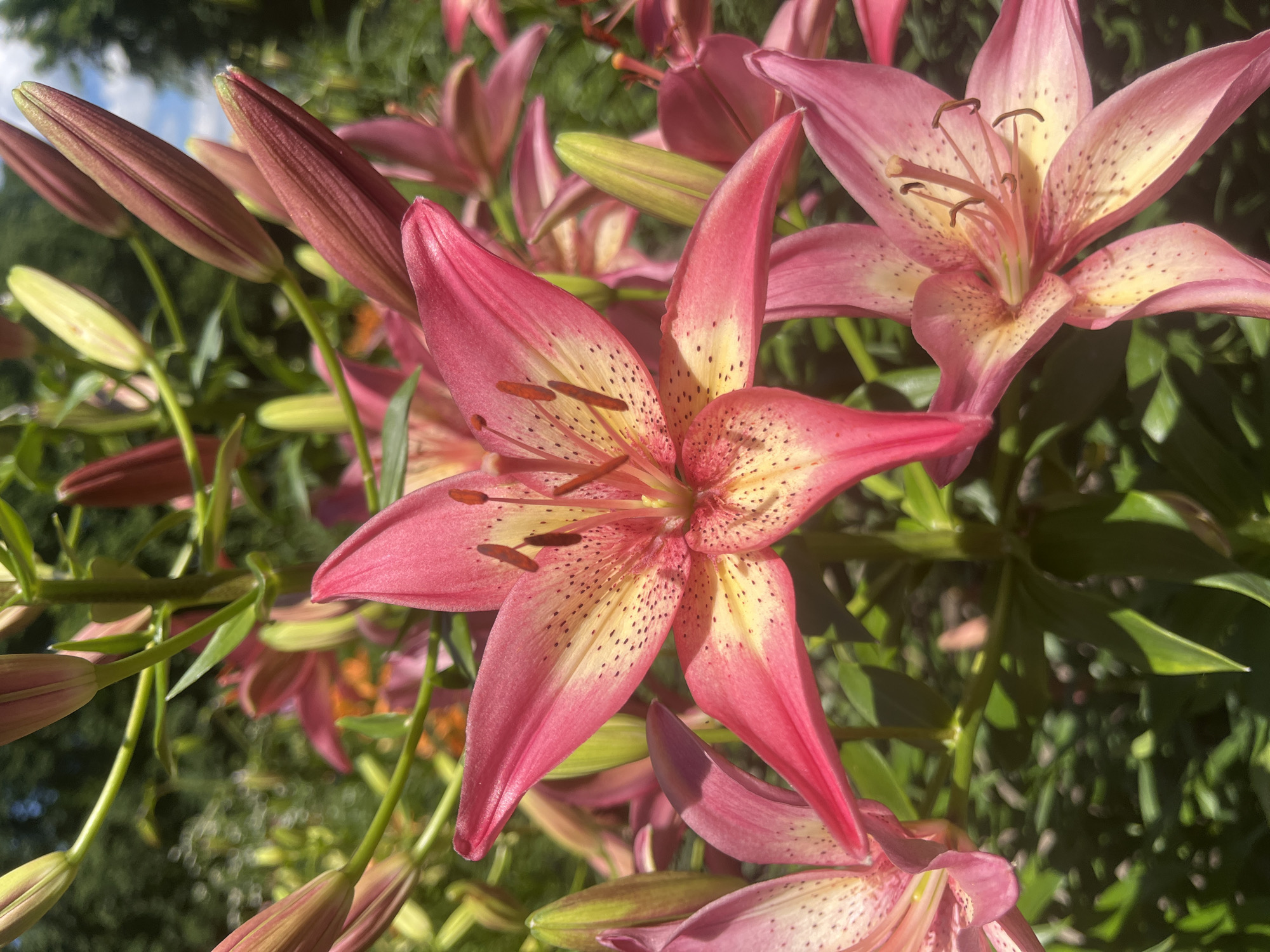 A close-up, eye-level shot shows several pink lilies in bloom, with buds also visible. The main lily in the center of the frame has broad, pointed petals with a gradient of pink to yellow near the center, speckled with dark brown. Its stamen are visible, tipped with dark anthers. Several other lilies and buds are partially visible in the background and foreground. The flowers are surrounded by green foliage, with hints of a blue sky and clouds in the upper right corner. The scene appears to be an outdoor garden. The image was taken in Dnipro, Ukraine.