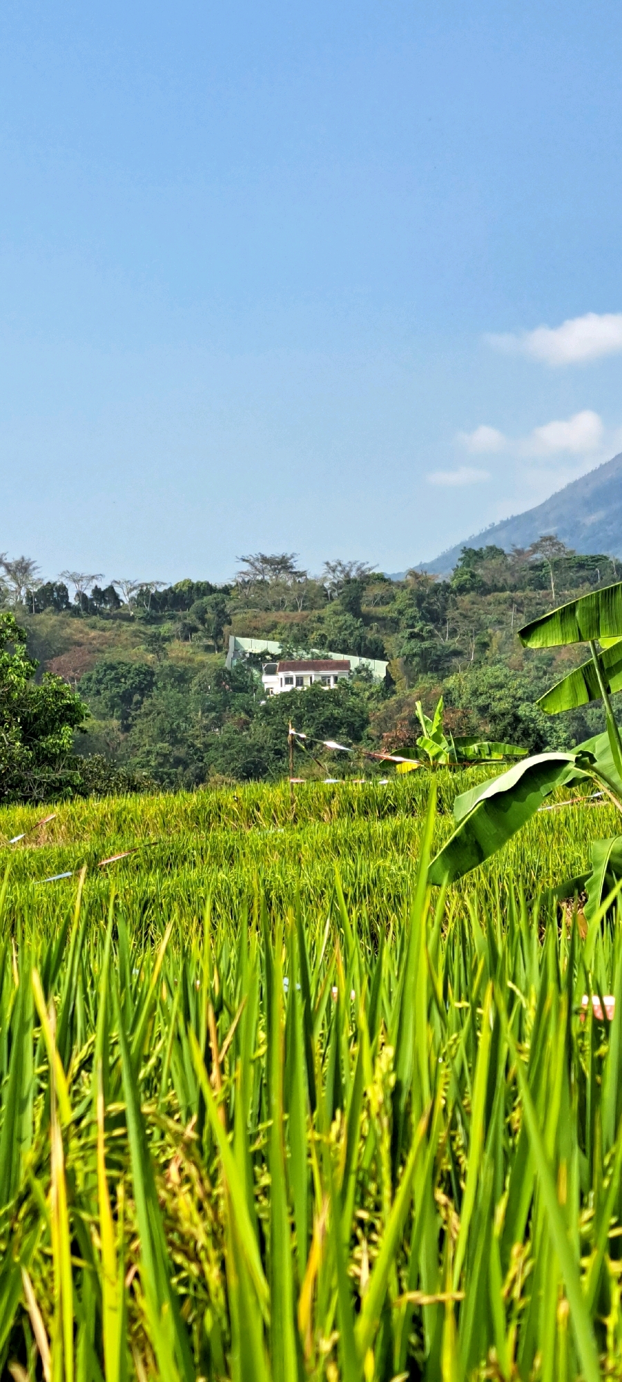 In Gambiran, Indonesia, a lush rice paddy dominates the foreground of the image, its vibrant green stalks reaching towards the sky. In the middle ground, a white house with a light green roof sits nestled on a verdant hillside, surrounded by a dense forest of trees. The background reveals a majestic mountain range, its slopes shrouded in mist, under a clear blue sky dotted with a few wispy clouds. A large banana leaf in the lower right corner adds a tropical touch to the serene landscape.