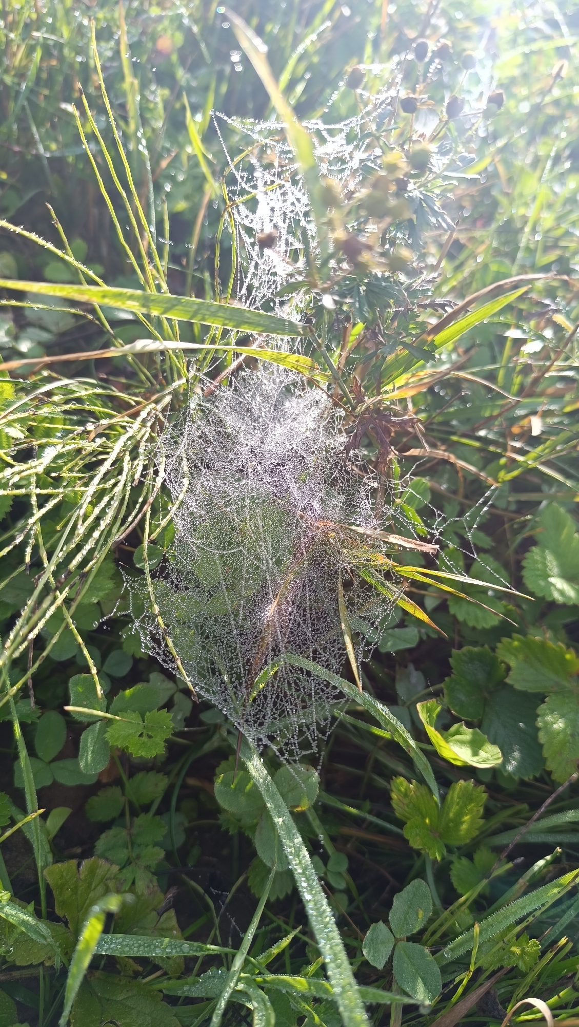 In Karsha, Russia, a detailed close-up photograph captures a dew-covered spiderweb interlaced with blades of grass and clover leaves. The sun, shining from the upper right, illuminates the delicate strands of the web, making the water droplets glisten like tiny jewels. The surrounding environment is a natural outdoor setting, likely a field or meadow, with lush green vegetation and soft lighting that suggests early morning. There are no people or animals visible in the image. The focus is entirely on the intricate natural beauty of the spiderweb and its surroundings.
