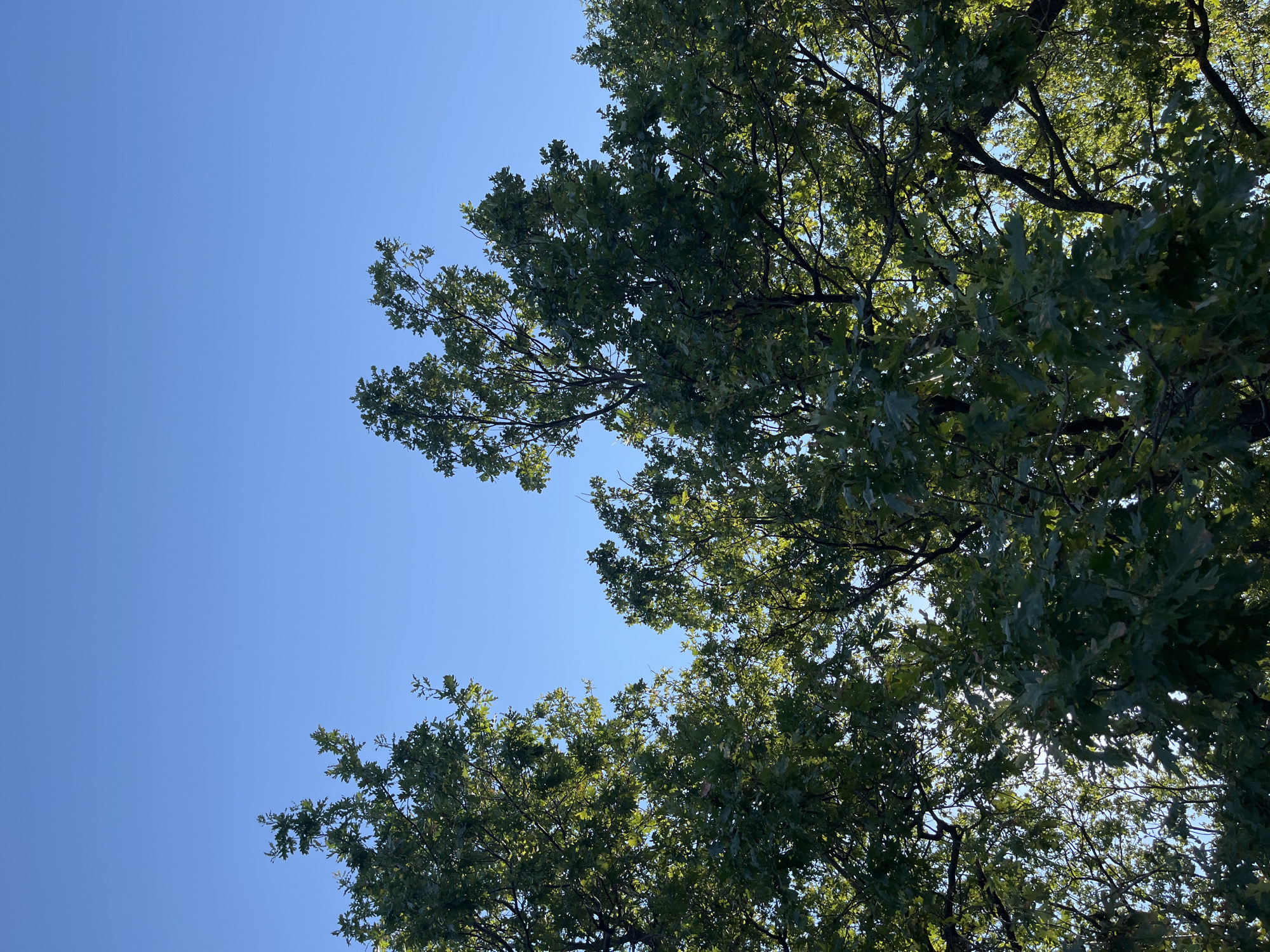 A low-angle shot captures the tops of several large oak trees against a clear, bright blue sky. The leaves of the trees are dense and green, with sunlight filtering through them, creating dappled patterns. The branches are visible in silhouette against the sky. The scene is entirely natural, with no man-made structures or human presence visible. The location is in the city of Shumeika, Russia.