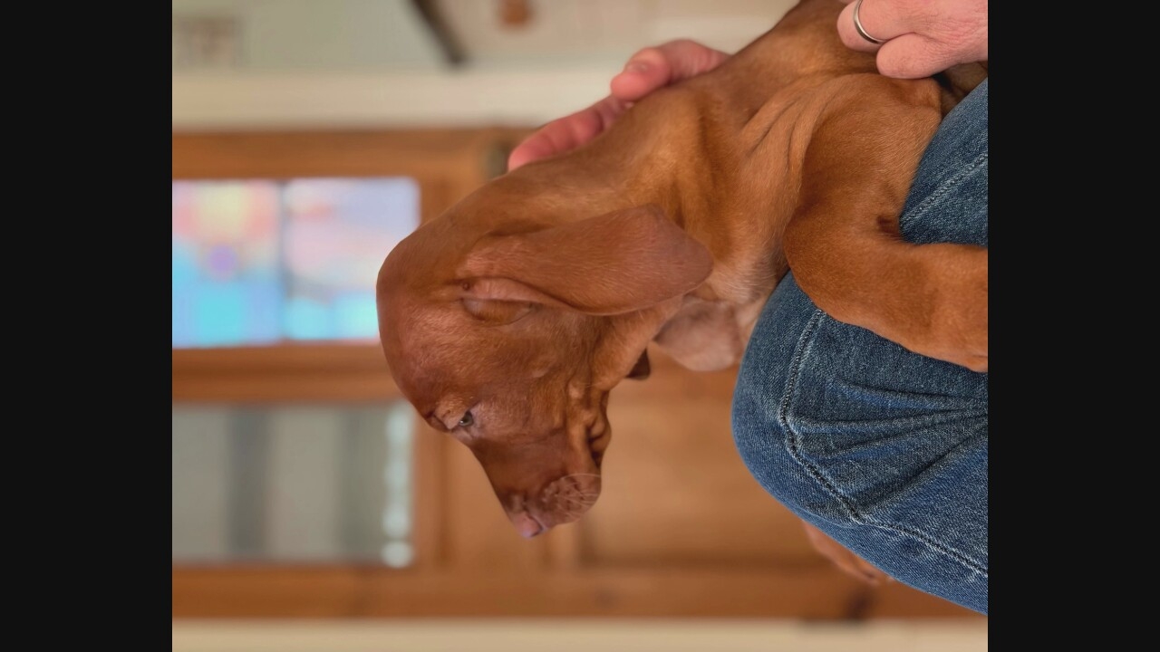 A reddish-brown puppy is held by a person wearing blue jeans. The puppy is facing downwards, with its head tilted to the left. The background is blurred and appears to be indoors, with wooden framing and a window with colorful reflections. The scene is captured at a close-up, with a shallow depth of field.
