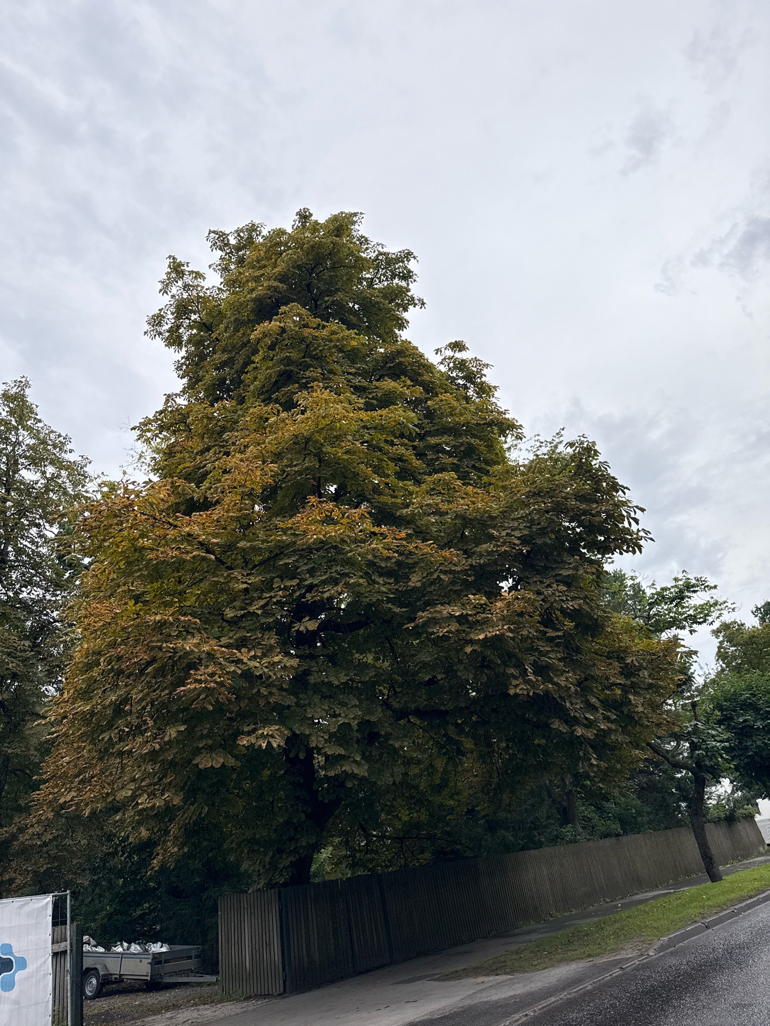 A tall, leafy tree with some yellowing leaves stands prominently in the foreground, reaching towards a cloudy sky. The tree is situated behind a weathered wooden fence. To the left of the tree, a small trailer loaded with white bags is visible, parked next to a white sign with blue markings. A paved road runs along the right side of the image, with a grassy verge separating it from the fence. The scene appears to be in a suburban or park-like area of Tallinn, Estonia.