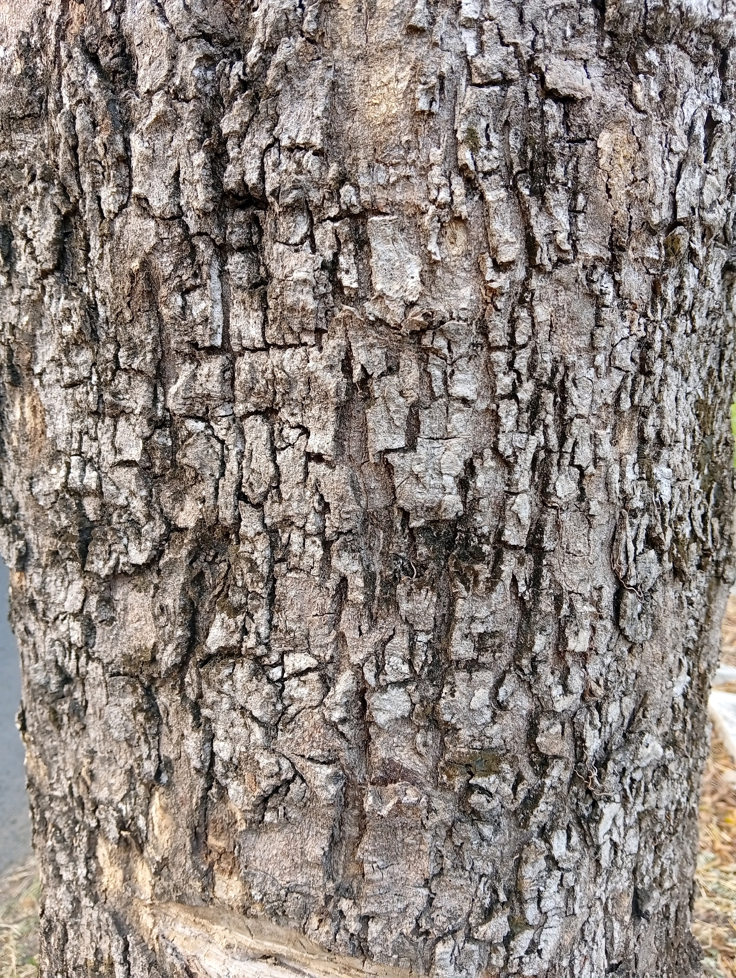 The image is a close-up, vertical shot of the textured bark of a tree. The bark is rough, with deep fissures and ridges, predominantly in shades of gray and brown. Some areas appear lighter, possibly due to wear or lighter colored lichen. The texture is uneven and cracked, with a natural, rugged appearance. The bottom left portion of the image shows a lighter, smoother area on the bark, possibly a scar or a worn patch. The background is blurred, suggesting a shallow depth of field, with hints of dry grass and a paved surface visible on the far left. The location of Bendorejo, Indonesia, is provided, but the image itself does not contain any visual cues that would specifically identify this location.