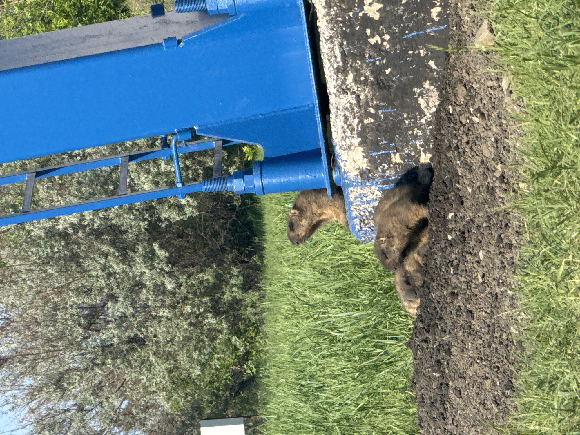 The image shows an area of ground with grass. A blue metal object is in the top left corner, and a mound of dirt is on the right side. Two animals, likely groundhogs, are near the mound of dirt, and the groundhogs appear to be at a location in the city of Khvalynsk, Russia.