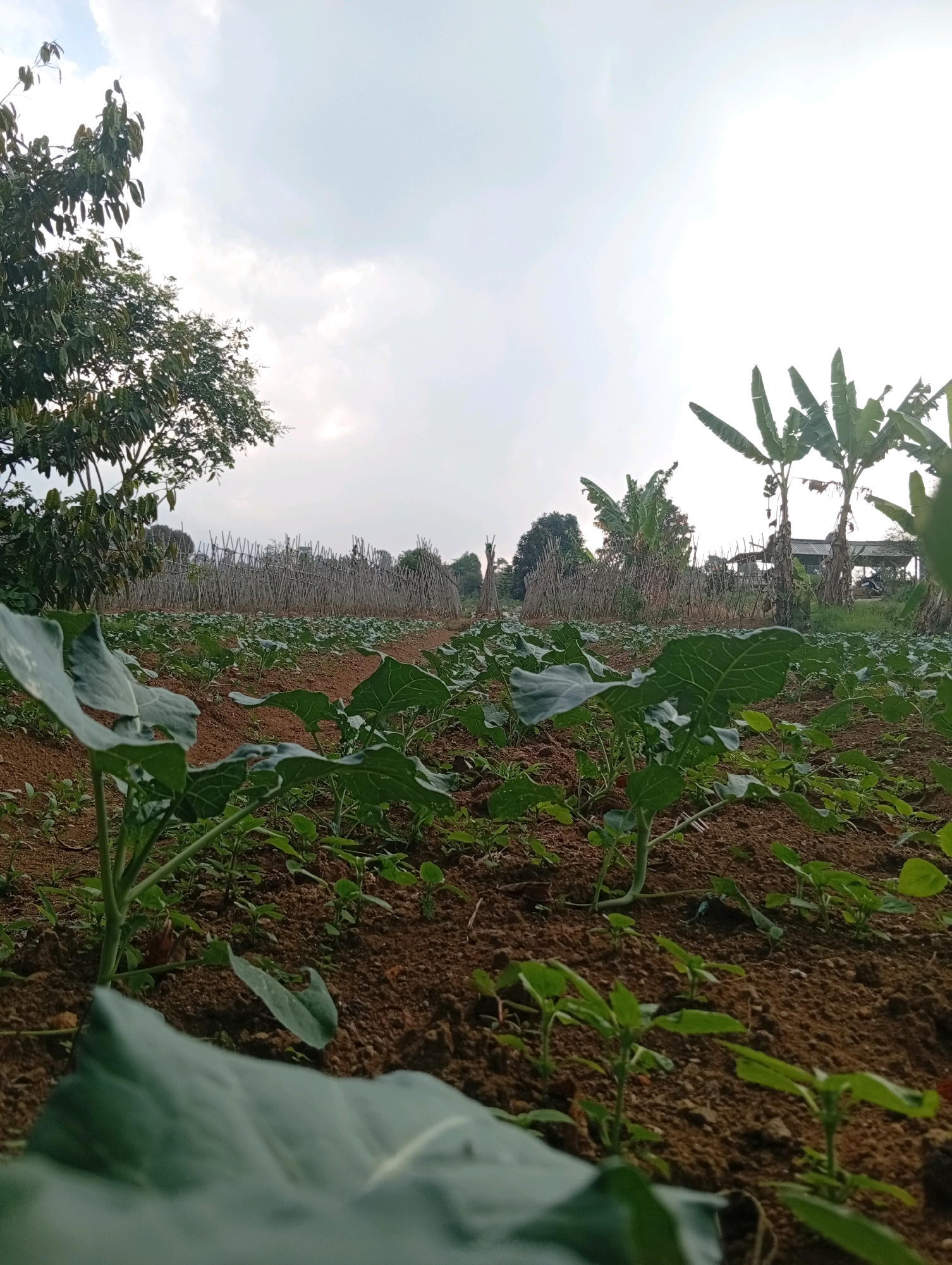 In a rural area of Ciherang, Indonesia, a low-angle shot captures rows of young green plants growing in reddish-brown soil. The foreground is dominated by large, blurred green leaves, obscuring some of the younger vegetation behind them. Beyond the cultivated plants, a rustic fence made of vertical wooden stakes stretches horizontally across the mid-ground, with a dense line of trees and foliage behind it. In the background, several banana trees stand tall against an overcast sky. A distant structure, possibly a building with a corrugated roof, and a motorcycle are visible to the right. The overall scene depicts a farming landscape under a bright, cloudy sky.