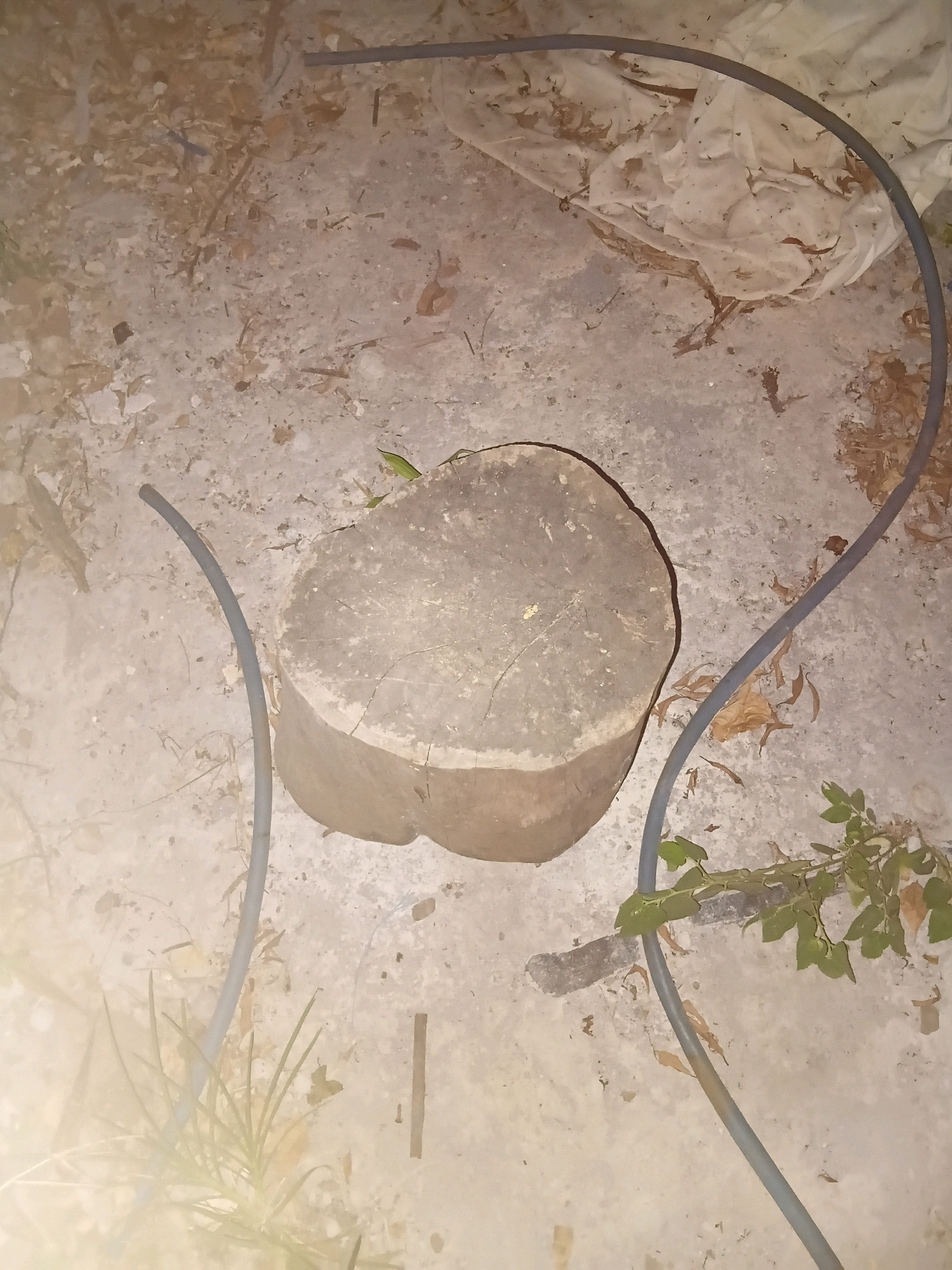A small, green lizard is perched on a cross-section of a tree trunk on a concrete surface. The trunk is roughly circular with visible growth rings. Surrounding the trunk are scattered leaves, twigs, and some white material, possibly fabric or plastic sheeting. Two grey hoses or tubes are laid across the ground, one curving around the top right of the trunk and the other extending from the bottom left towards the trunk. In the lower right corner, a small plant with green leaves is growing. The scene appears to be outdoors, on a dry, possibly dusty, ground. There are no visible indications of the location in Cikal, Indonesia.