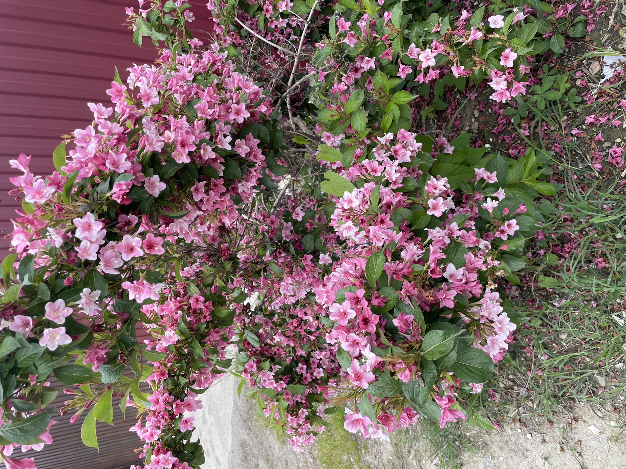 The image shows a profusion of pink Weigela flowers in bloom. The shrub is situated in Olginka, Russia, with a red corrugated metal fence or wall visible in the background, indicative of a building or structure. Some fallen flowers are scattered on the ground, mingled with vegetation. A patch of grey concrete is also visible at the bottom of the frame.
