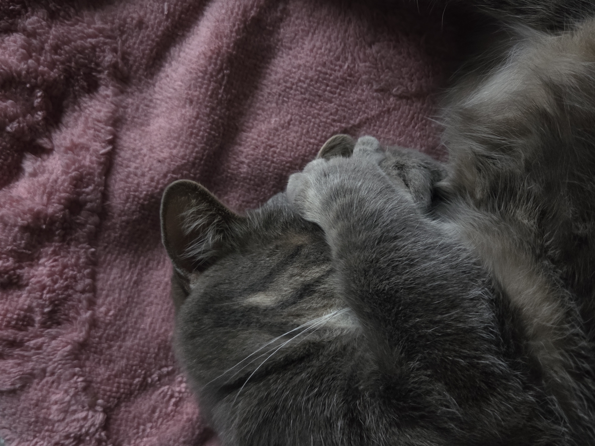 A gray tabby cat is sleeping on a pink, plush blanket. The cat's face is covered by its paw. The location is Unknown, Unknown.