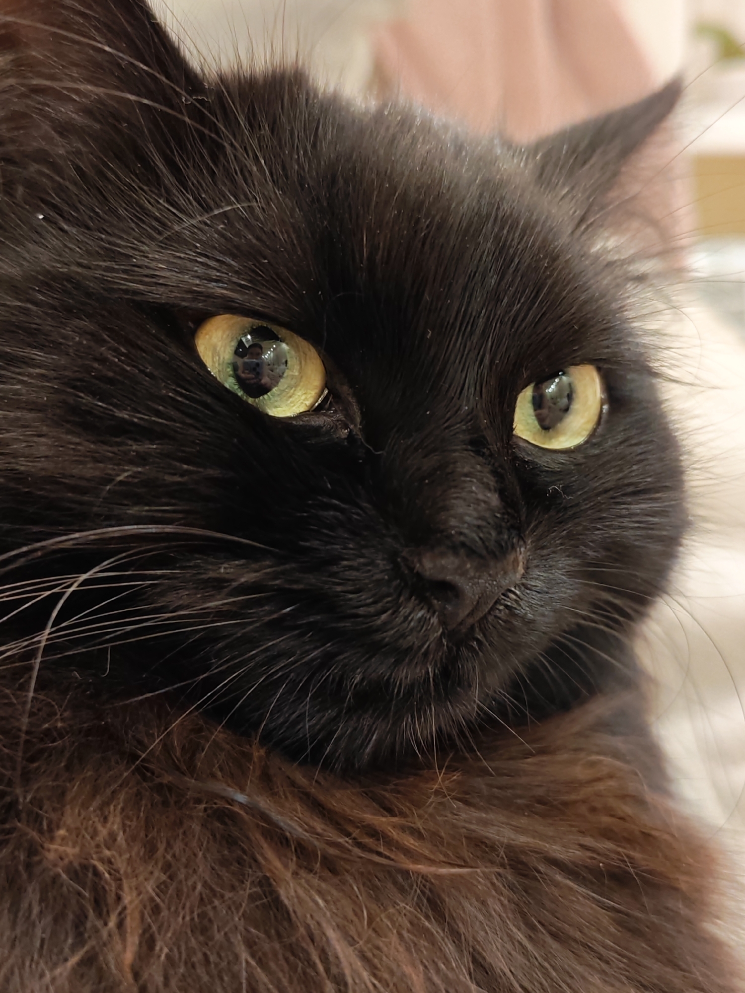 The image is a close-up portrait of a black, long-haired cat with piercing yellow-green eyes. The cat's fur is dark and fluffy, with lighter brown undertones visible, especially around its chest and neck. The cat's gaze is directed slightly to the right of the viewer, with its left eye more prominent. The background is softly blurred, suggesting an indoor setting with neutral-colored furnishings. The lighting is gentle, highlighting the texture of the cat's fur and the reflective quality of its eyes. No specific location in Bataysk, Russia can be determined from the image.