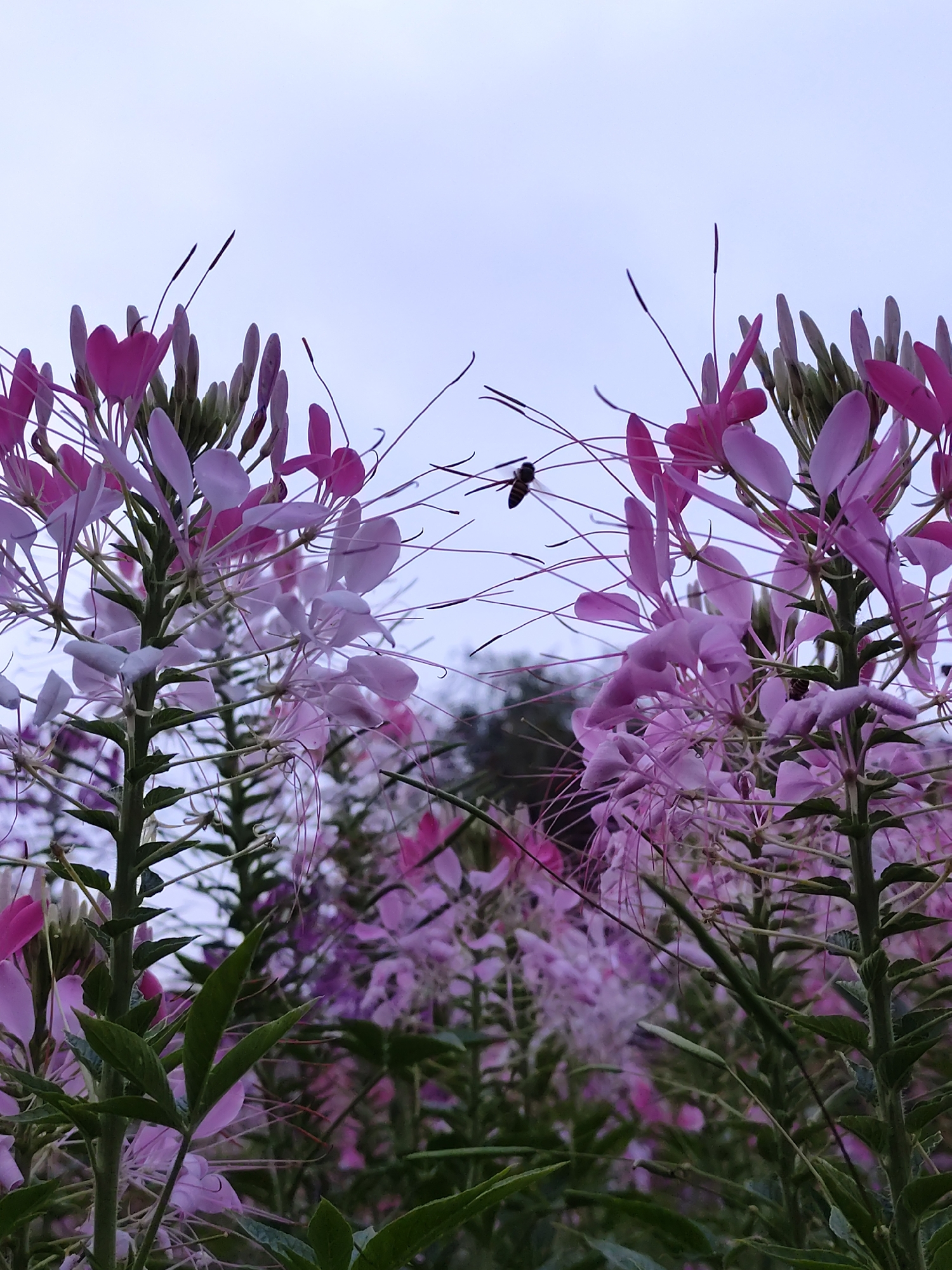 The image captures a close-up view of a field of Cleome flowers in Da Lat, Vietnam. The flowers are predominantly pink and light purple, with some green foliage visible at the bottom. A bee is in flight near the flowers, suggesting pollination activity. The sky is overcast, providing soft, diffused lighting. The scene is densely packed with flowers, indicating a well-cultivated garden or field.