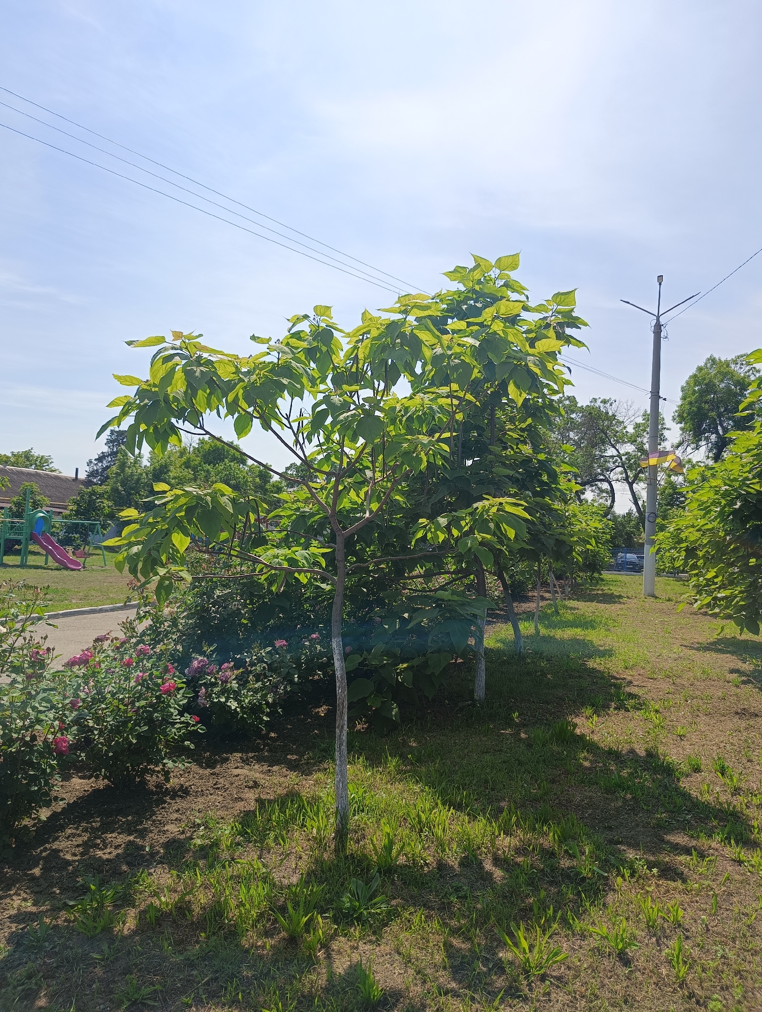 This image depicts a sunny outdoor scene in Maiaky, Ukraine, characterized by abundant greenery and signs of public infrastructure. The sky is clear and bright blue, with minimal cloud cover, indicating fair weather and strong sunlight, which casts distinct shadows.
In the immediate foreground, the ground consists of a mix of dry soil and sparse green grass, with shadows from overhead foliage extending across it. A row of young trees with vibrant green, broad leaves dominates the central and right foreground; the trunks of these trees are painted white at their bases. To the left, a dense bush featuring numerous pink roses or similar flowering plants borders a paved pathway.
The midground reveals more cultivated areas. Beyond the paved pathway on the left, a children's playground is visible, equipped with a red slide and a green multi-structure, including what appears to be swings. Behind the playground structures, a low-rise building with a dark, possibly corrugated, roof is present. Further to the right, a line of more mature trees forms a green screen.
In the background, a tall, grey utility pole stands on the right, supporting a street lamp fixture and multiple overhead power lines that traverse the upper portion of the frame from left to right. A yellow object, possibly a banner or flag, is attached lower on this utility pole. Behind the pole and the trees on the right, a dark-colored vehicle is partially discernible on what appears to be a road or street. The overall environment suggests a park-like or residential area. No individuals are visible within the frame.