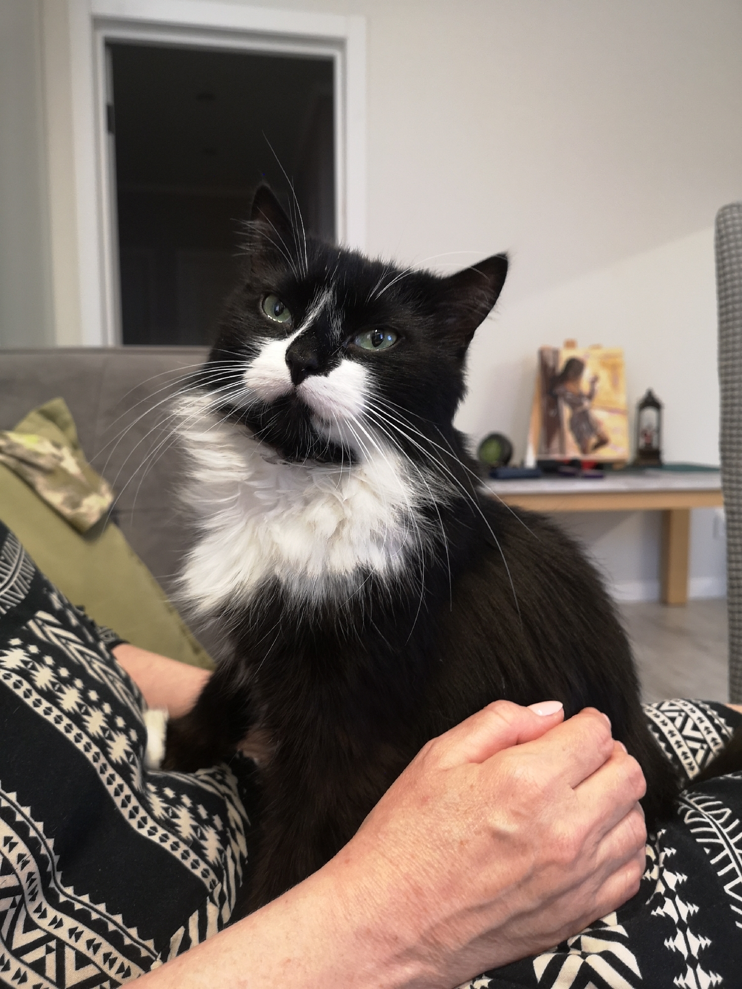 The image shows a black and white cat with green eyes sitting on a person's lap. The cat has a fluffy white chest and a black body. The person is wearing a black and white patterned shirt. The background is blurred but appears to be an indoor setting with a couch, a table with some items on it, and a doorway. There are no indications of the location being the city of Kaliningrad, Russia.