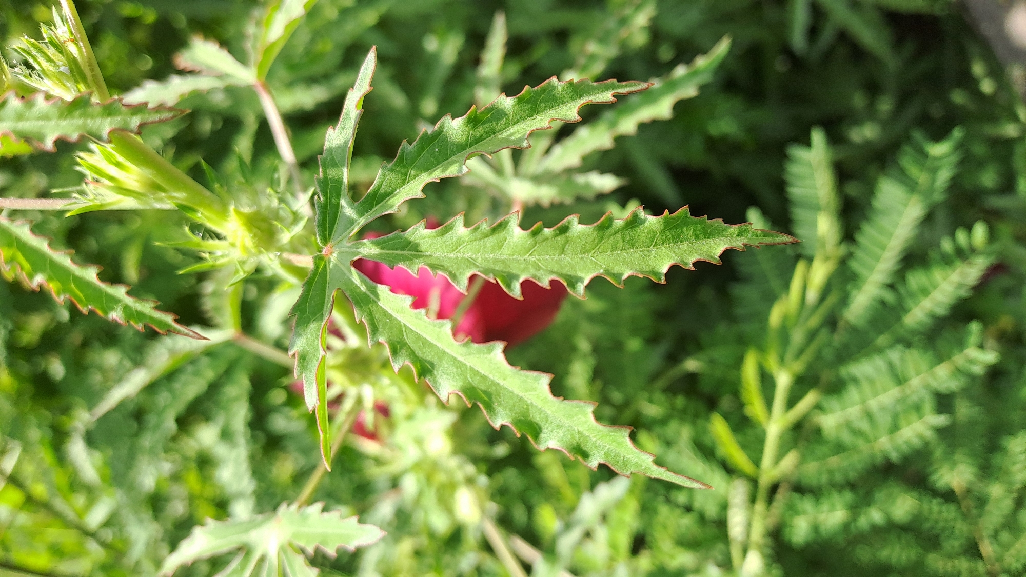 A close-up, eye-level shot shows the deeply lobed, serrated green leaves of a plant, with reddish-brown edges. A blurred, vibrant red object, possibly a flower or fruit, is visible in the background, partially obscured by the foliage. The plant is set against a soft-focus backdrop of more green leaves and stems, suggesting an outdoor natural environment. No people or specific locations within Kruengjuli Timu, Indonesia are depicted or discernible in the image.