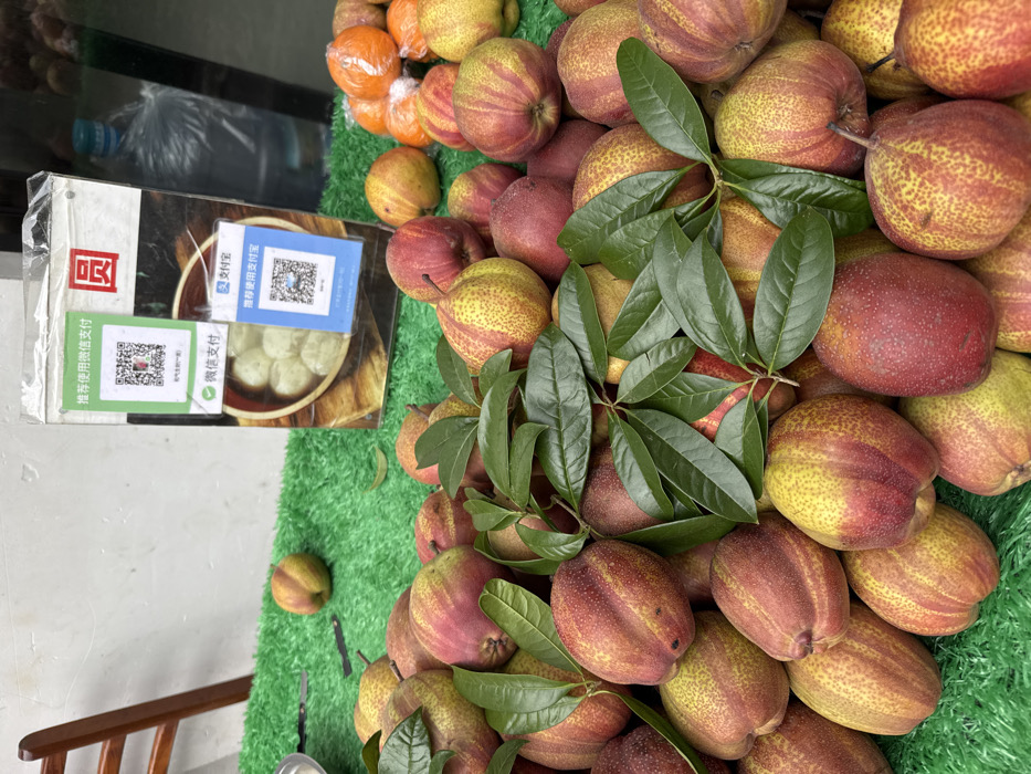 This image depicts a produce stall in Furong, China. A large quantity of ripe, oblong pears, exhibiting a variegated red and yellow speckled coloration, are piled prominently on a surface covered with bright green artificial turf. Several dark green leaves are interspersed among the pears. A single pear rests individually on the turf further back. To the right, a cluster of small, orange items, each individually wrapped in clear plastic, is visible. Behind the produce, a white display stand features an image of steamed buns in a wooden bowl. Affixed to this stand are two QR codes for mobile payments: a green one for WeChat Pay and a blue one for Alipay, both recommending their respective payment methods. The Chinese character "员" is visible in red above the steamed buns image. To the far right, a large, clear plastic bottle of water with a blue cap is partially visible. On the left side of the green turf, two small, dark-handled knives or tools are present next to a small, partially visible metallic bowl. A section of a wooden chair with a slatted back is visible in the upper left background against a plain, light-colored wall.