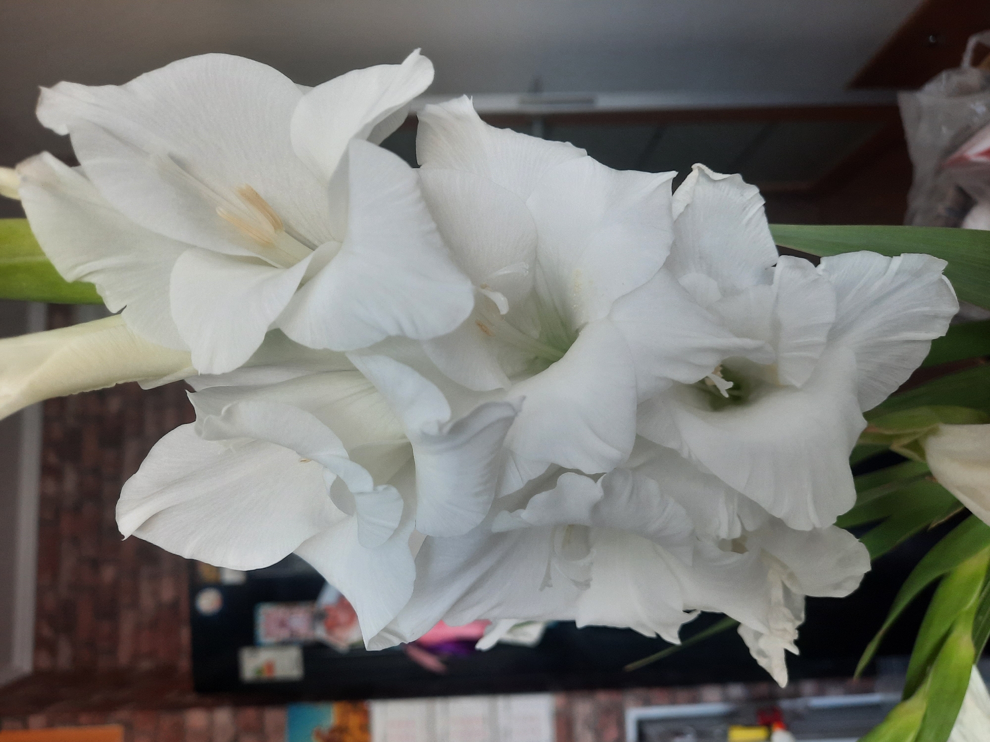 A close-up shot captures a spray of white gladiolus flowers in bloom. The petals are delicate and ruffled, with a few visible stamens. The flowers are arranged vertically, with some buds still closed at the top. The background is blurred, showing a brick wall and the top of a refrigerator. The scene appears to be indoors, possibly in a kitchen or living room. No people are present in the image, and no specific location in Simferopol, Ukraine can be identified.