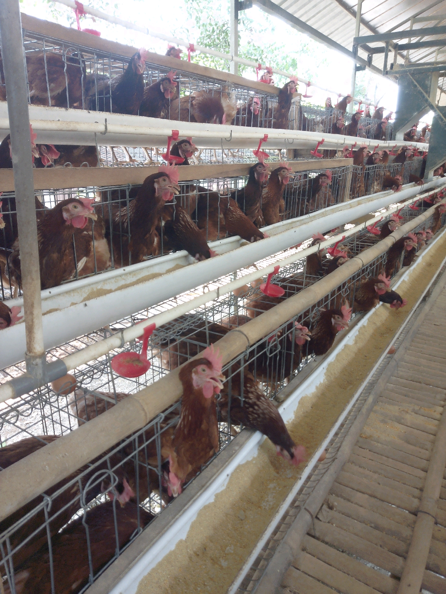 The image depicts an indoor poultry farm, likely in Rembun, Indonesia, housing a large number of chickens in stacked cages. The cages are made of wire mesh and appear to be arranged in multiple tiers, stretching into the background. Each cage contains several brown chickens with red combs and wattles, some of which are actively eating from long, white feeders filled with granular feed. Red watering devices are attached to the front of some cages. The lighting in the structure is a mix of natural light filtering in from the open sides and artificial light, creating a bright environment. The overall impression is one of an organized, industrial-scale chicken farming operation.