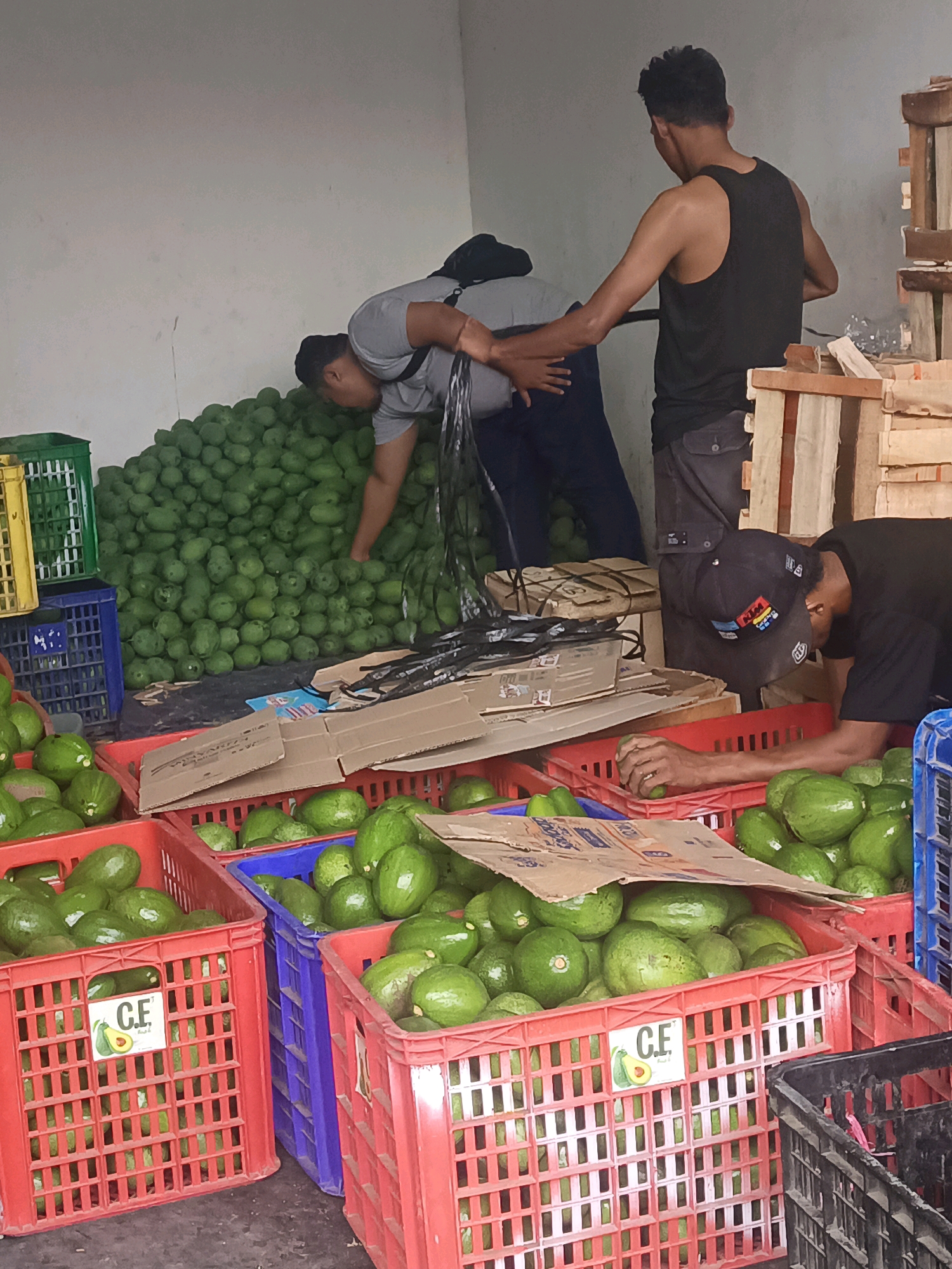 The image shows a group of men working in what appears to be a produce market or warehouse in Kediri City, Indonesia. The scene is filled with crates of avocados, some piled high on the ground and others sorted into red and blue plastic crates. Three men are visible: one in a grey t-shirt is bending down to sort through a large pile of avocados; another man in a black tank top is standing and appears to be overseeing or assisting; and a third man in a black t-shirt and a baseball cap is crouched down, examining an avocado in a red crate. The environment is utilitarian, with concrete walls and what looks like wooden shelving or stacks in the background. The lighting suggests an indoor, possibly covered, space.