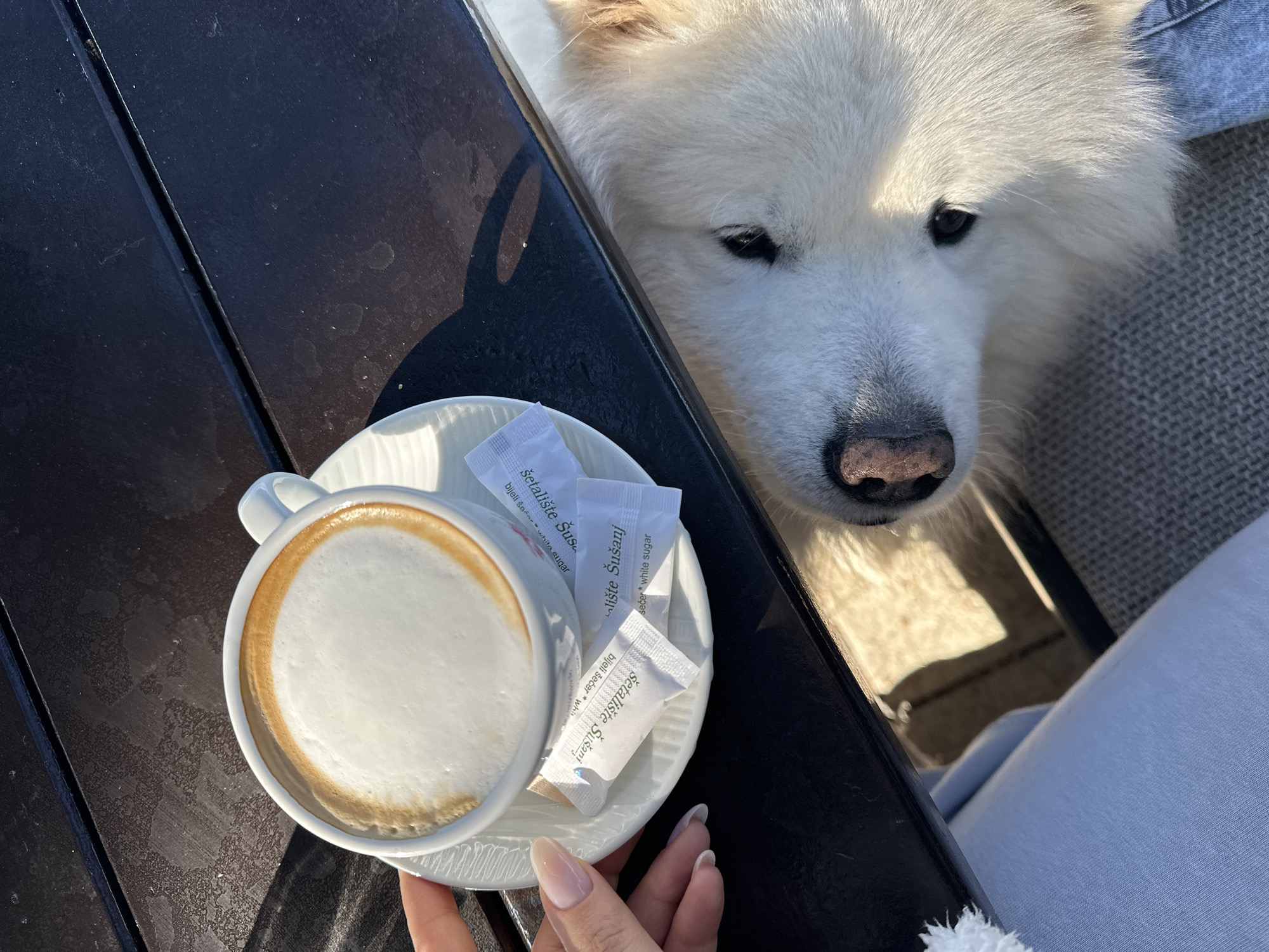 An overhead shot depicts a white ceramic coffee cup containing a foamed beverage, likely a cappuccino or latte, on a white saucer. Three white sugar packets, labeled "Šetalište Šušanj" and "white sugar," are positioned on the saucer. A human hand, with light-colored manicured nails, is adjacent to the cup. The cup and saucer rest on a dark-colored table exhibiting minor surface wear and liquid marks. From beneath the table, the head of a light-furred canid, identifiable by its dark nose and single visible dark eye, is observed looking upwards. Partial views of light blue clothing and a dark, textured surface are present in the lower frame. The scene is illuminated by strong, directional light creating distinct shadows. The labels on the sugar packets indicate the location as Šetalište Šušanj (Šušanj Promenade) in Šušanj, Montenegro.