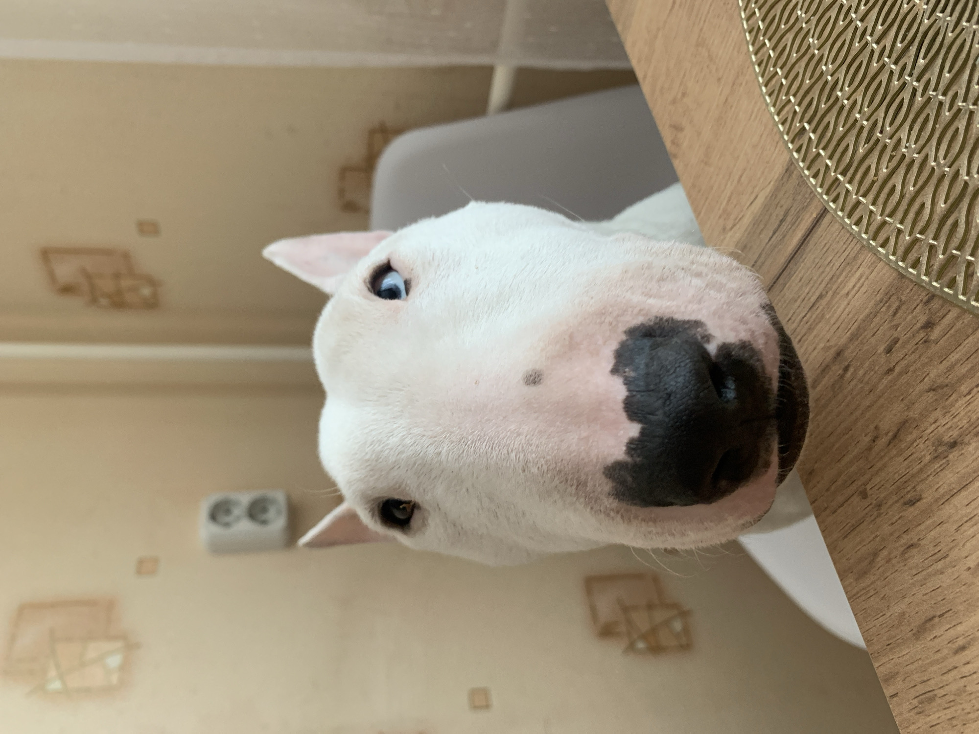 The image shows a close-up of a white Bull Terrier dog with a black and spotted nose. The dog is sitting at a wooden table with a woven placemat. The background features a beige wall with electrical outlets and what appear to be architectural details. The location may be the city of Chaikovsky, Russia.