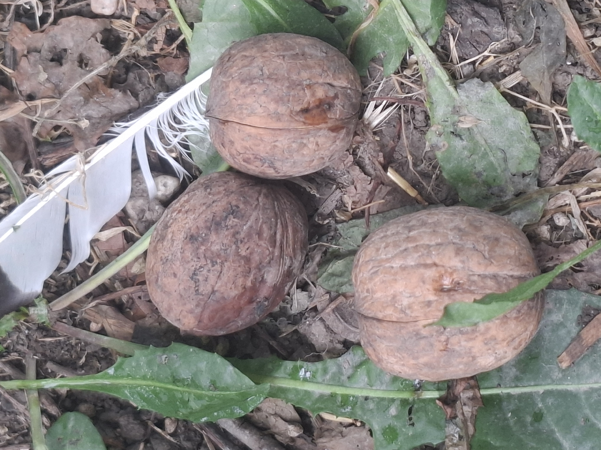 Three walnuts are scattered on the ground amidst fallen leaves, twigs, and some green foliage. A single white feather with intricate barbs lies across the walnuts and leaves. The scene is on the ground in a natural outdoor setting, potentially a park or wooded area. There is no indication of the specific location within Almaty, Kazakhstan.