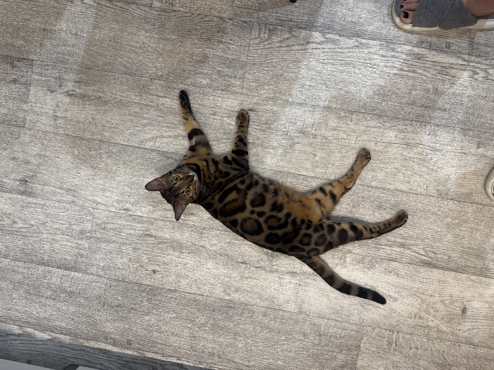 A Bengal cat is lying on its back on a grey wooden floor, with its legs splayed out. The cat has distinctive black spots on its brown fur. Its head is turned to the left, and it appears to be looking at the camera. The cat's tail is visible and also has black rings. In the upper right corner of the image, a person's foot is visible wearing a fluffy grey slipper. The setting appears to be indoors, with the light suggesting it could be daytime.