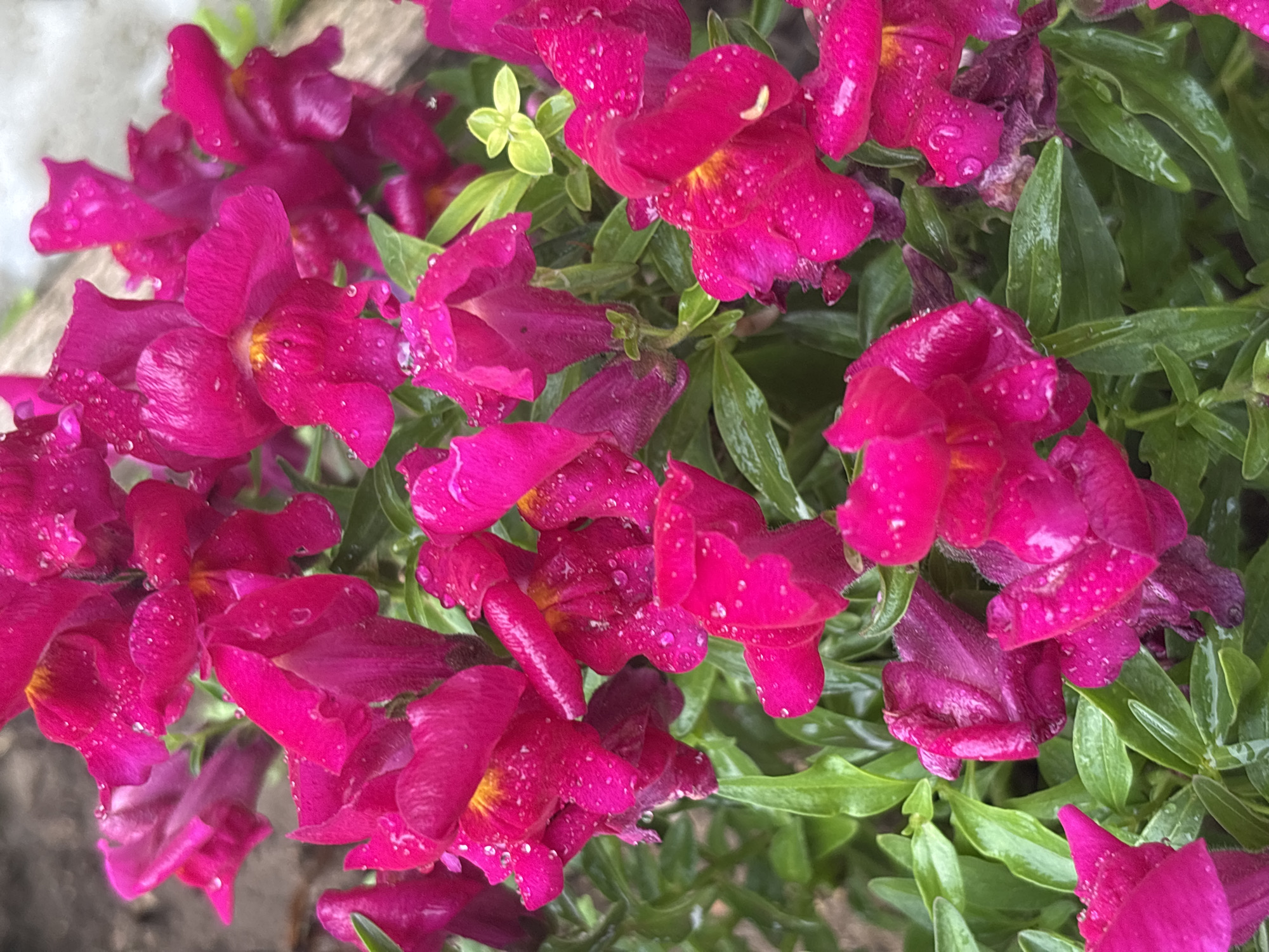 This media file is a close-up, high-angle shot of a cluster of vibrant magenta snapdragons in Yermolino, Russia. The flowers are covered in numerous small water droplets, suggesting recent rain or dew, and the surrounding green leaves are also wet. The snapdragons themselves have a characteristic two-lipped shape, with some appearing more open and some more closed. The lighting suggests it could be daytime, possibly after a rain shower, as there are no harsh shadows. The background is slightly out of focus, with hints of a neutral-toned surface, possibly a wooden fence or wall, to the left and a blurred expanse of green foliage behind the flowers. There are no people or animals visible, and no text is present in the image. The overall impression is one of natural beauty after precipitation.