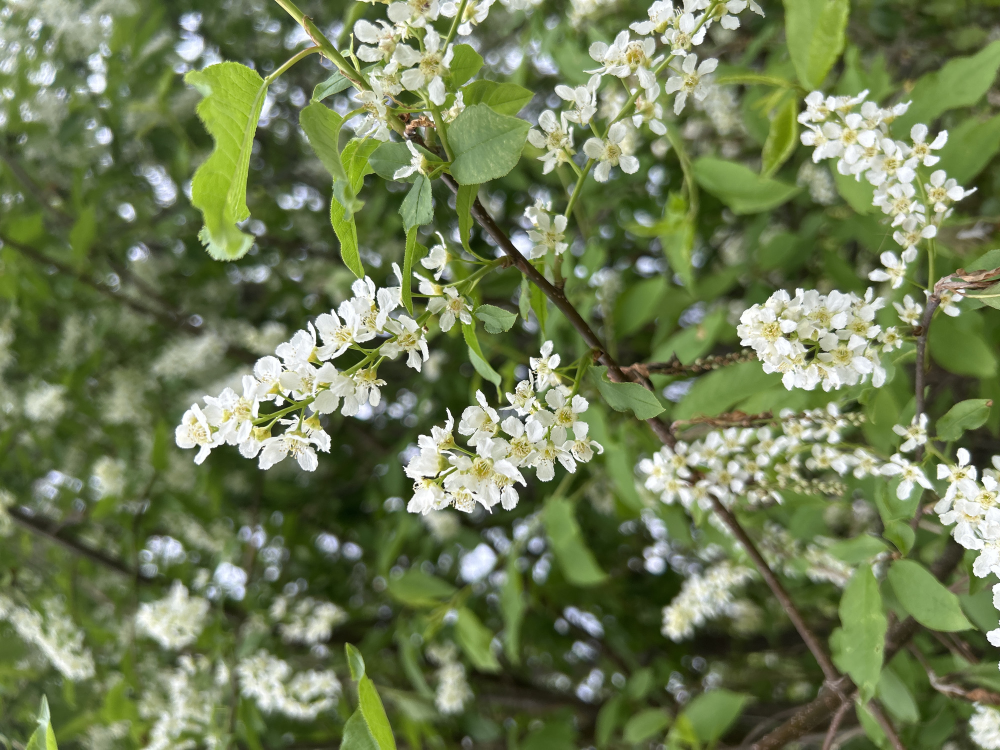 The image shows a close-up view of a tree in bloom, with clusters of small white flowers and green leaves. The tree appears to be a type of cherry or related species, based on the flower structure and leaf shape. The background is blurred, suggesting that the photograph was taken at a shallow depth of field to highlight the flowers and leaves in the foreground.
Given the information about the location being Noviy, Russia, and without further information, it is difficult to determine a specific, forensic description of the environment, actions, or interactions. The information provided is limited to the image details and a location.