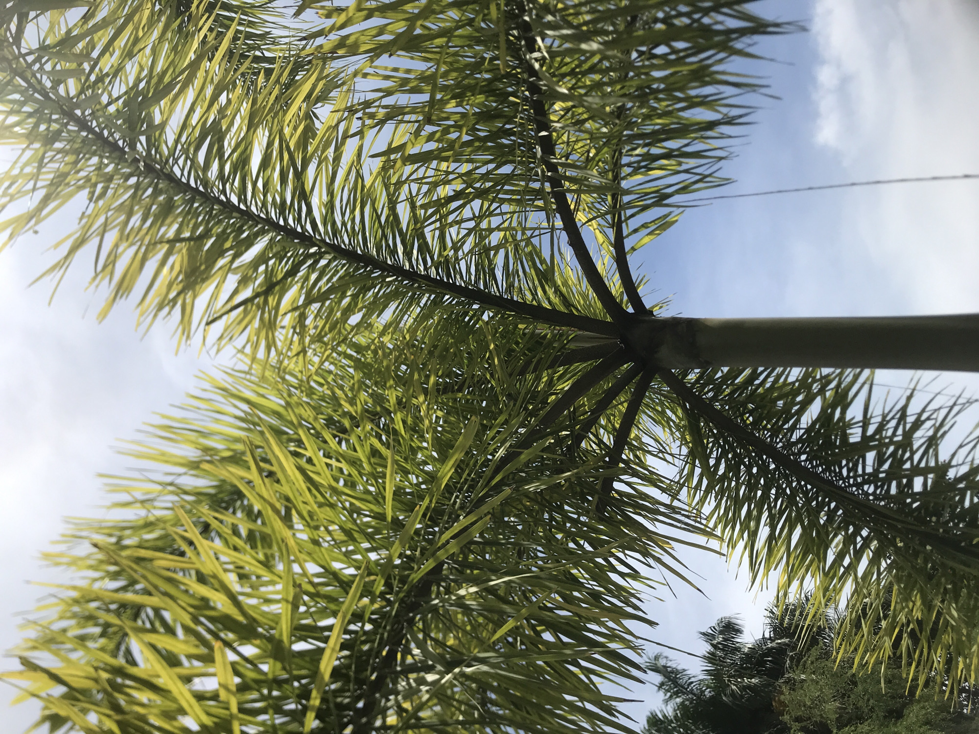 The image, likely taken in Lhokseumawe, Indonesia, shows a low-angle view looking up at a palm tree. The trunk of the tree is visible in the center of the frame, with branches extending outwards. The leaves of the palm are green and yellow. The background consists of a partly cloudy sky with a bright light filtering through the leaves from above. The bottom of the frame shows glimpses of other trees, indicating a tropical environment. No people are visible.