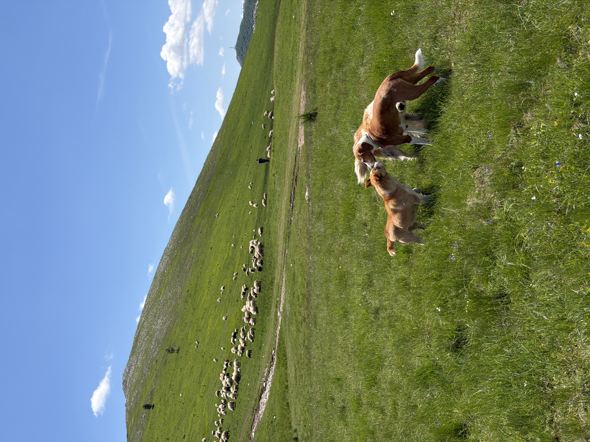 A wide-angle, outdoor photograph depicts a pastoral scene in Novakovići, Montenegro, under a clear, light blue sky with scattered cumulus clouds.
In the foreground, a dense, vibrant green field of grass fills the lower portion of the frame. Small blue and white wildflowers are interspersed throughout the grass. Two dogs are positioned in the lower-right quadrant, interacting at nose level. The larger dog, a medium-to-large breed, is predominantly reddish-brown with extensive white fur on its chest, underbelly, and legs, and a white-tipped tail. It stands facing left, its head lowered towards the smaller dog. The smaller dog, a light brown/tan color, stands facing the larger dog, its head tilted slightly upwards. Both appear to be sniffing or gently touching noses.
The midground features a gently sloping green hillside covered with grazing sheep. A visible dirt path or track meanders diagonally upwards from the lower-left towards the center-right of the midground. Adjacent to the path, a small, dark, possibly wet patch of ground is discernible. A large flock of white sheep, numbering well over fifty individuals, is scattered across the hillside, appearing to graze. A lone human figure, dressed in dark attire, stands among the sheep on the left side of the midground, suggesting a shepherd.
The background is dominated by a large, verdant hill or mountain, its upper slopes exhibiting a mottled texture of green vegetation and exposed grey rock. Two small, dark green trees are sparsely positioned on the left side of this hill. In the far right background, a more distant mountain peak is visible, topped by a slender tower-like structure, possibly a communication mast. The overall impression is one of a sunny day in a rural, mountainous environment.