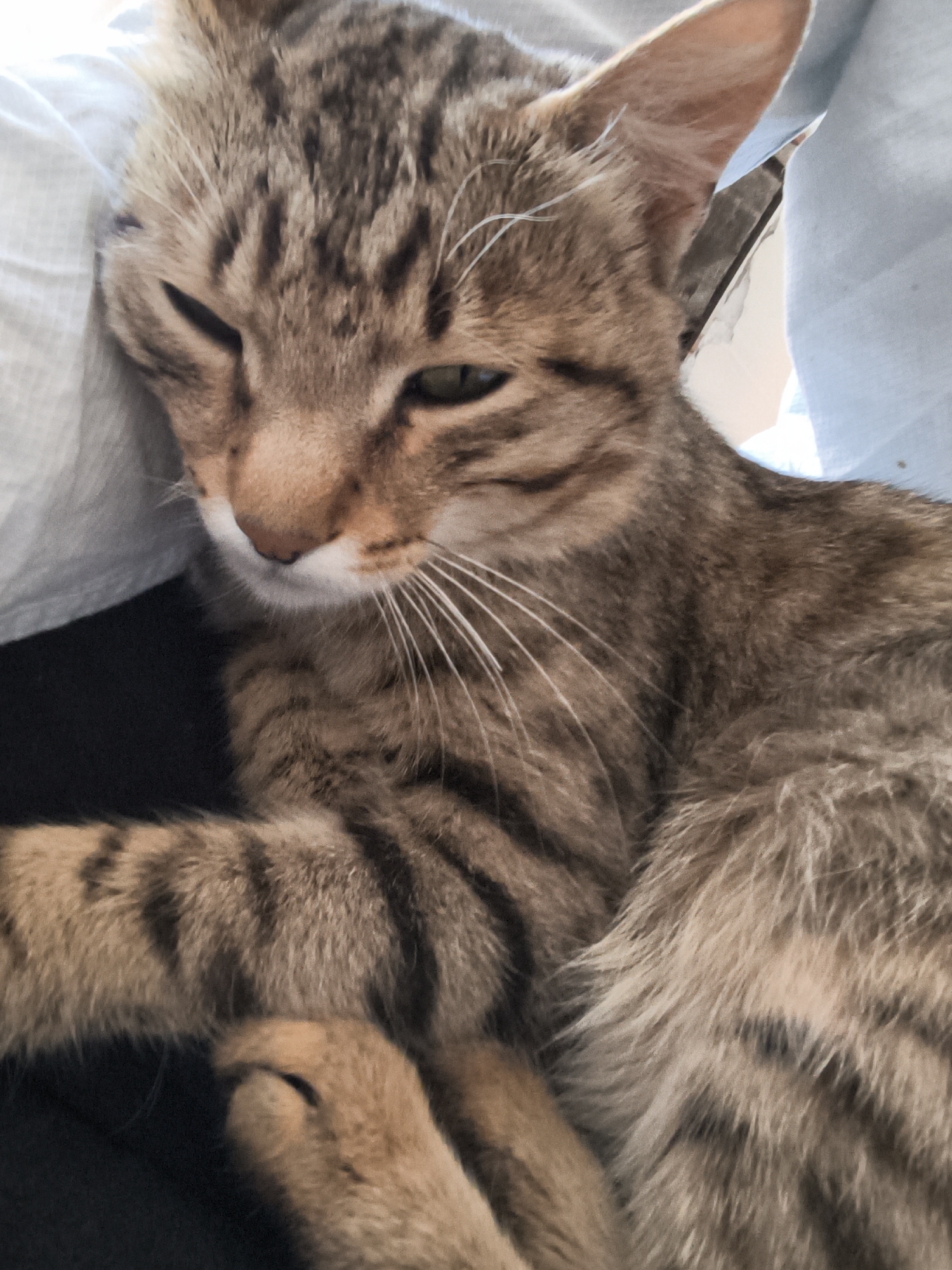 A close-up, head-and-shoulders shot shows a tabby cat resting indoors. The cat's fur is a mix of brown and black stripes, with white markings on its face and chest. Its eyes are partially closed, giving it a sleepy or content expression. The cat is nestled against a white pillow and a light blue fabric. Its front paw is visible, resting on a dark surface. The lighting is soft, suggesting an indoor environment, possibly a home. The image quality is decent, but not high-resolution. The background is out of focus, highlighting the cat as the primary subject.