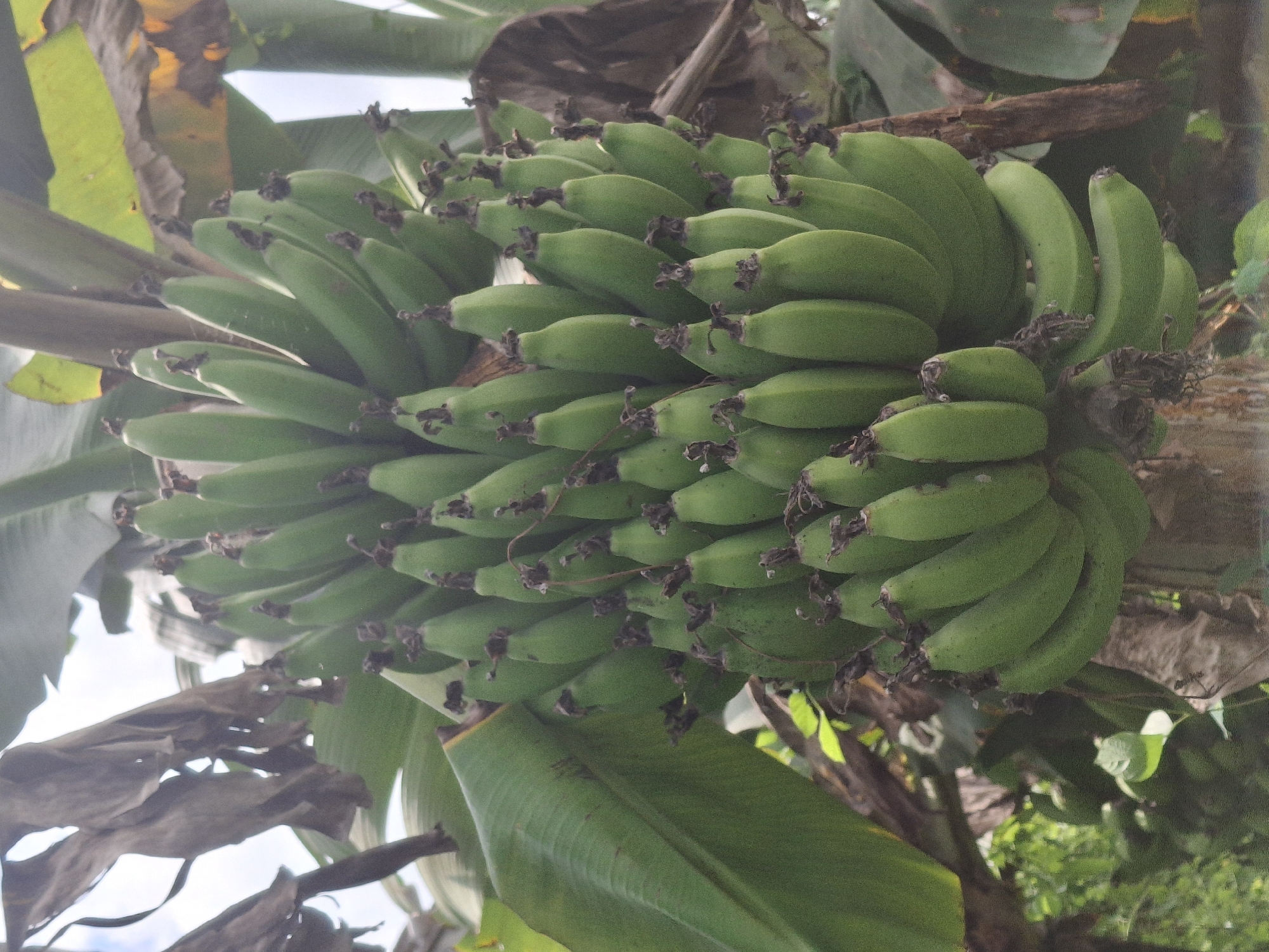 A bunch of green, unripe bananas hangs from a tree, partially obscured by large, green banana leaves. Some dried, brown leaves are also visible. The background shows a slightly blurred view of greenery and sky. The image appears to have been taken outdoors, likely in a tropical or subtropical environment, consistent with the climate of Denok, Indonesia.