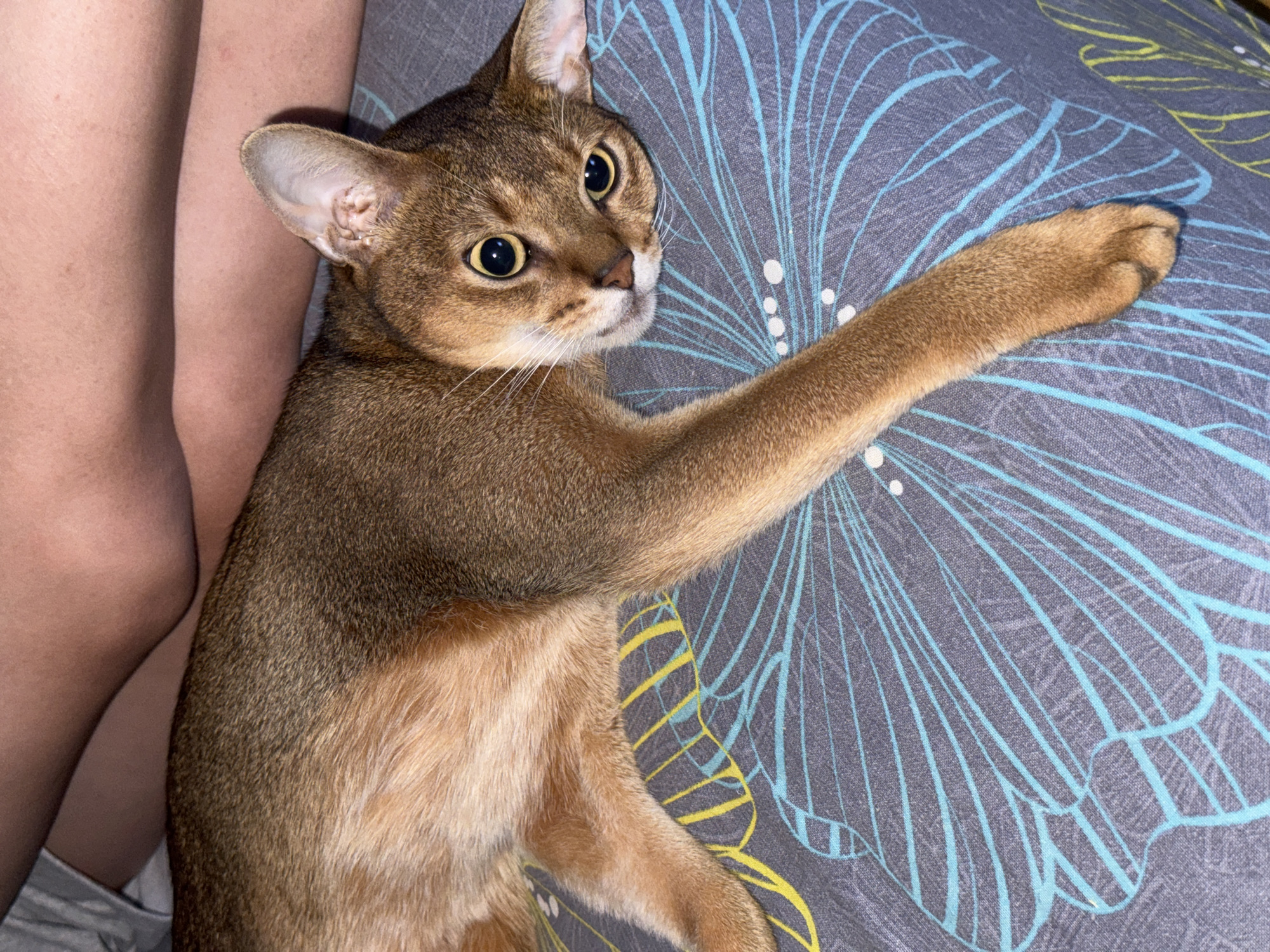 An Abyssinian cat with copper-colored fur and large, amber eyes is lying on a grey bedspread with a blue and yellow floral pattern. The cat is positioned on its side, with its head resting on the bedspread and its body stretched out. Its front paws are extended forward. In the background, a person's legs are visible, suggesting the cat is lying on a bed with someone. The overall lighting is dim, indicating the image was likely taken indoors at night. There are no visible urban features or indications of the cat's location in Noviy, Russia.
