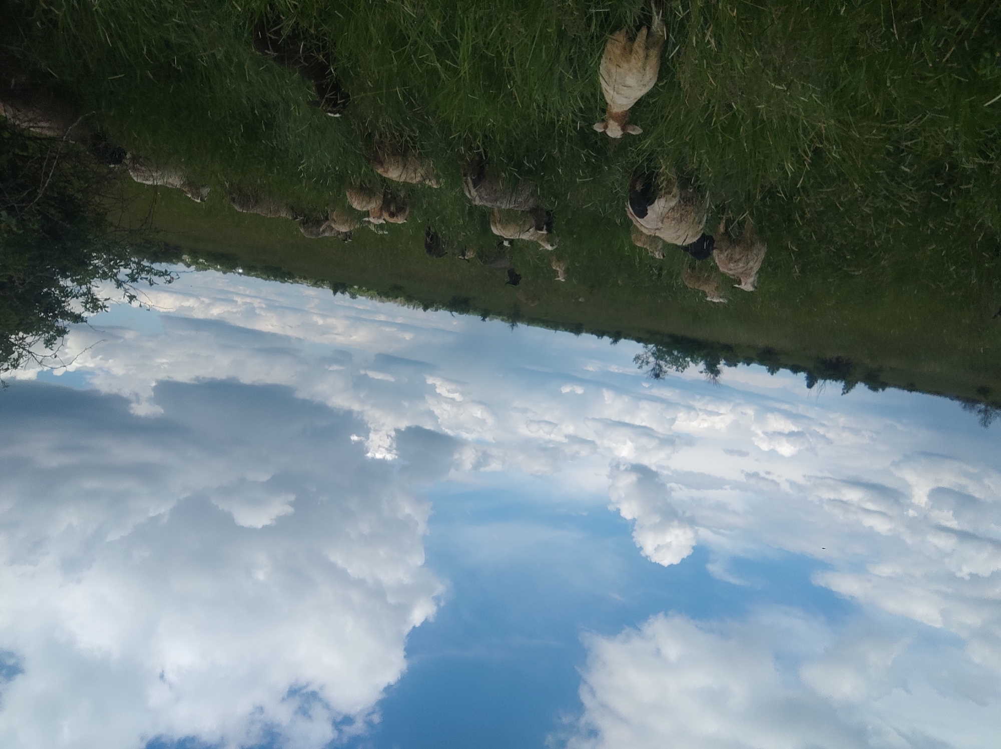 The image depicts a rural scene with a flock of sheep grazing in a grassy field under a cloudy sky. The location is Unknown, Unknown. The sheep are of various sizes and colors, with some standing and others grazing. The grass is tall and green, obscuring the legs of the sheep. The sky is filled with white, puffy clouds and patches of blue sky. A line of trees and bushes marks the horizon. The image is taken from a low angle, with the sky occupying a significant portion of the frame.
