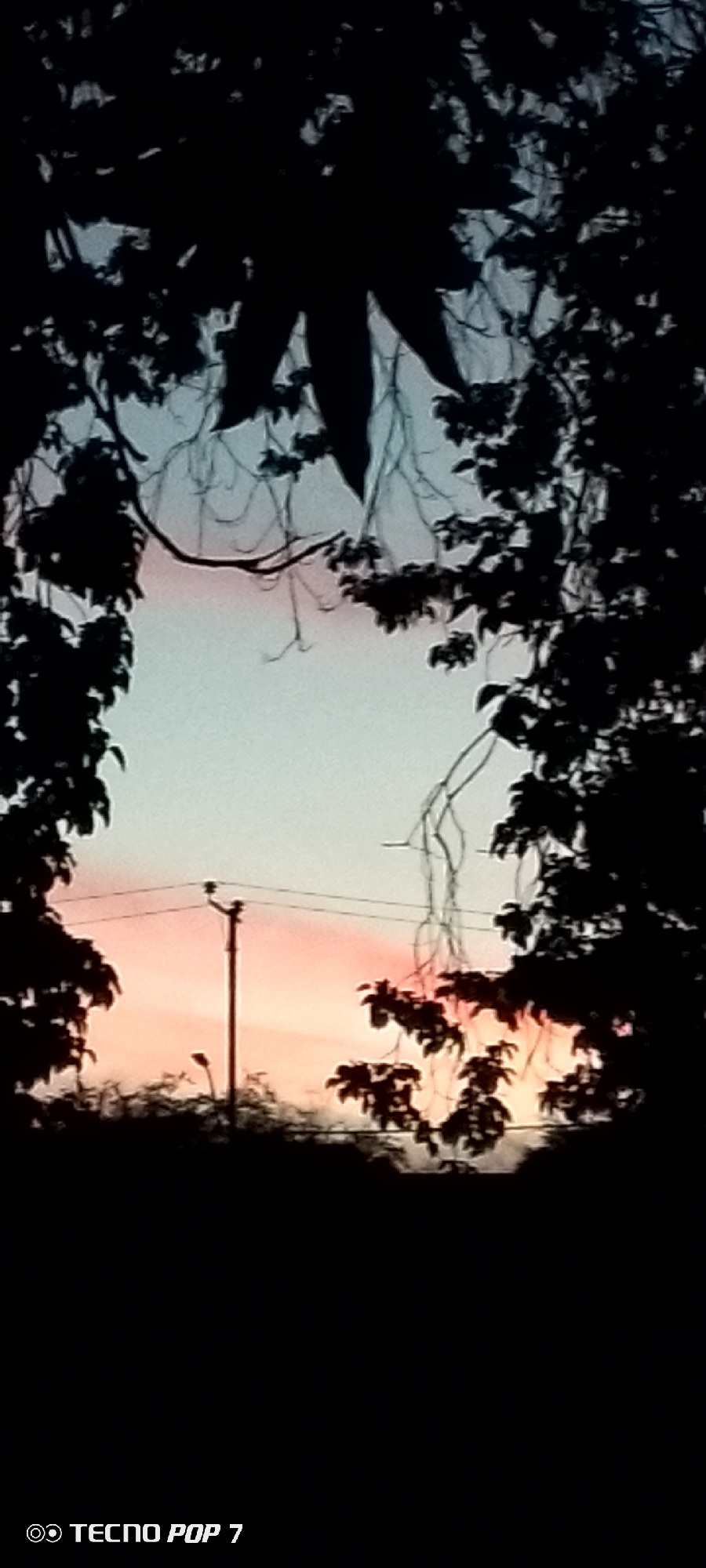 The image is a nighttime shot taken in Altagracia, Venezuela, featuring a silhouetted tree against a gradient sky transitioning from pale blue to pink, indicative of twilight. In the middle ground, a utility pole with power lines is visible, and a street light can be seen on a shorter pole. The foreground is dominated by the dark silhouettes of trees and branches. A watermark at the bottom of the image reads "TECNO POP 7."